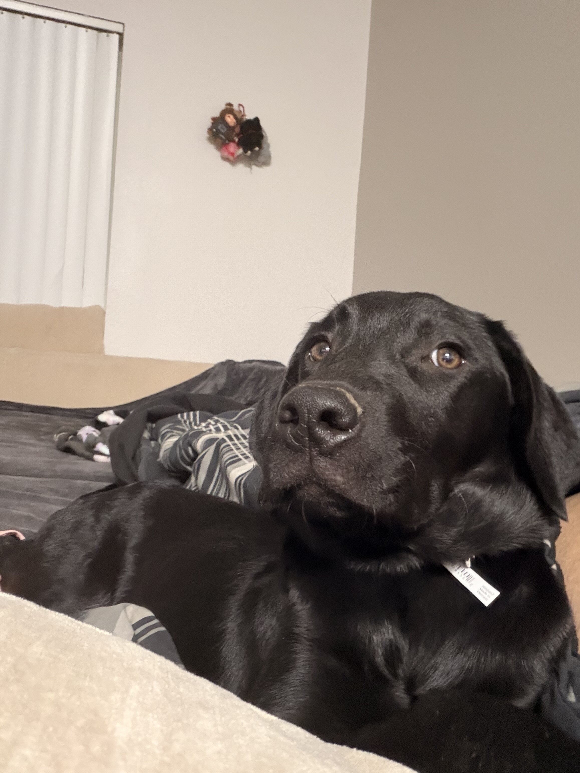 Black Lab image 2