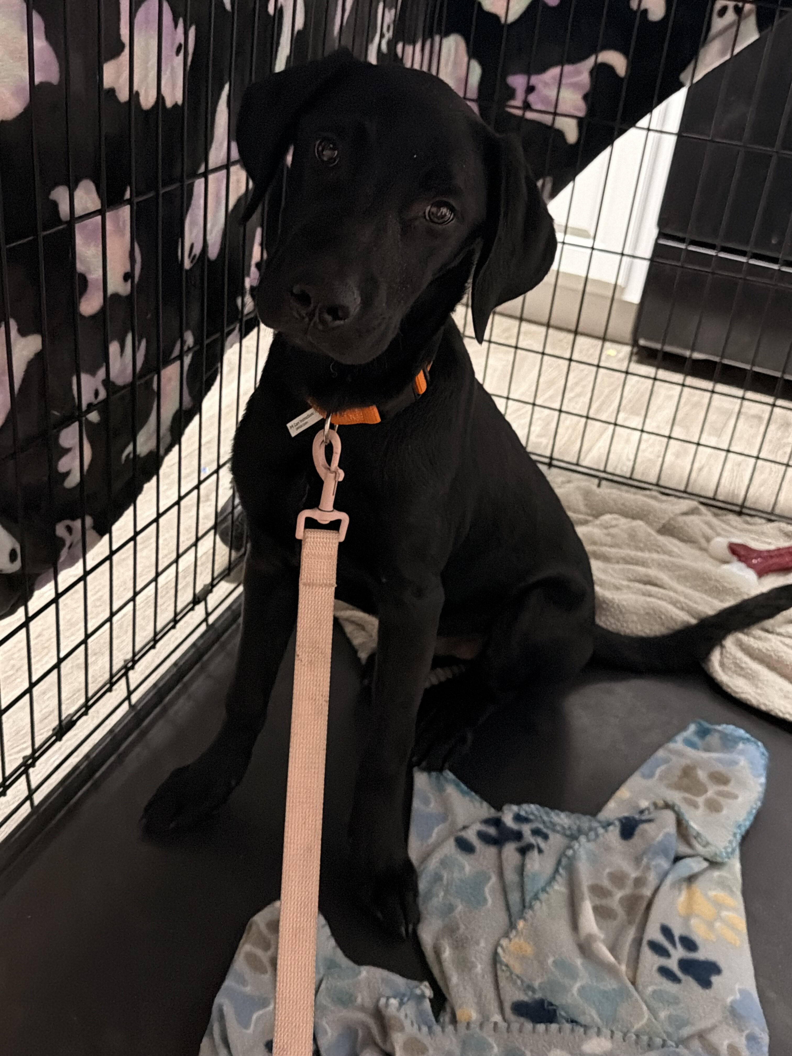 Black Lab image 1