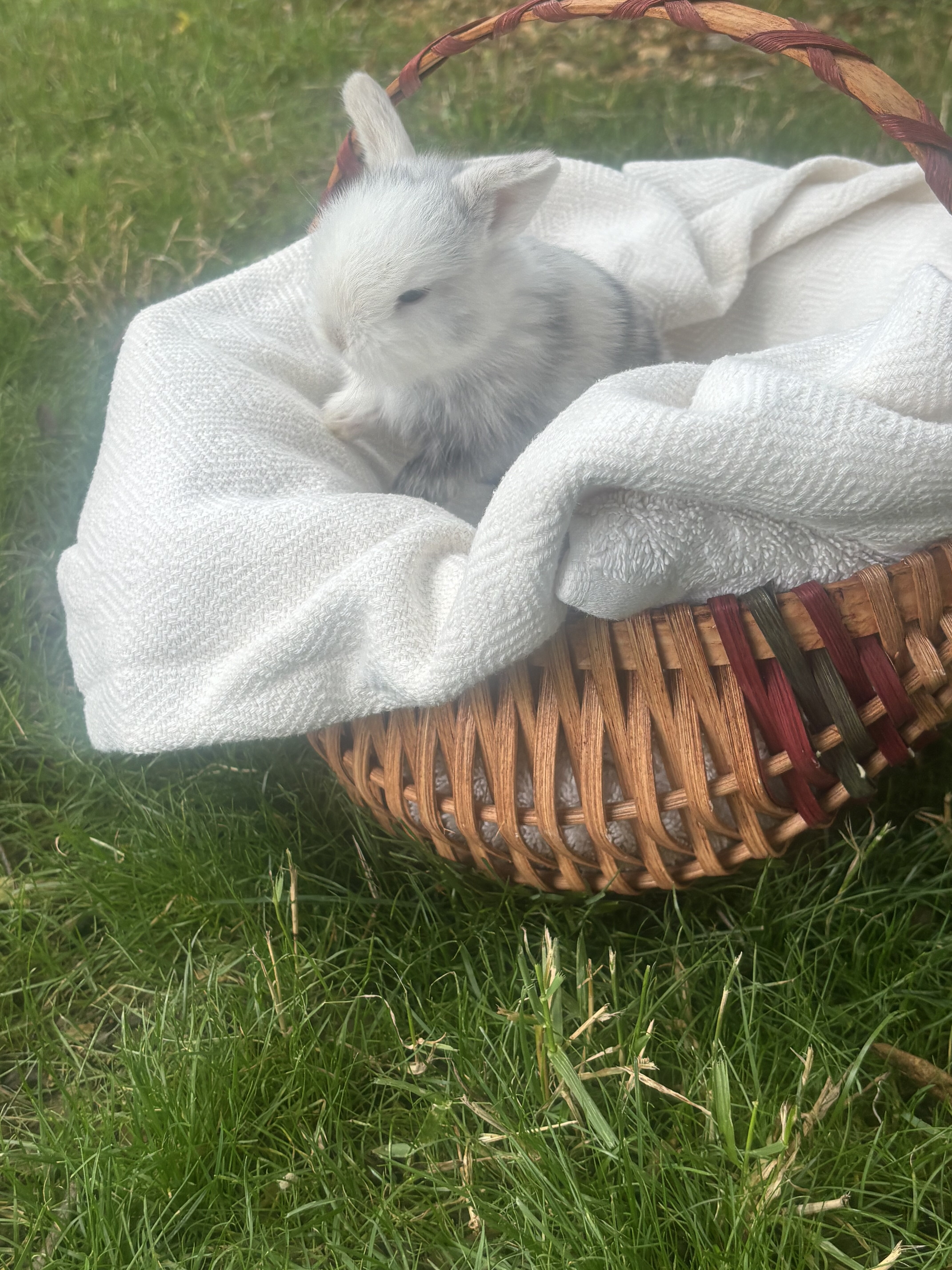 Pure bred holland lop bunny, Pippin image 1