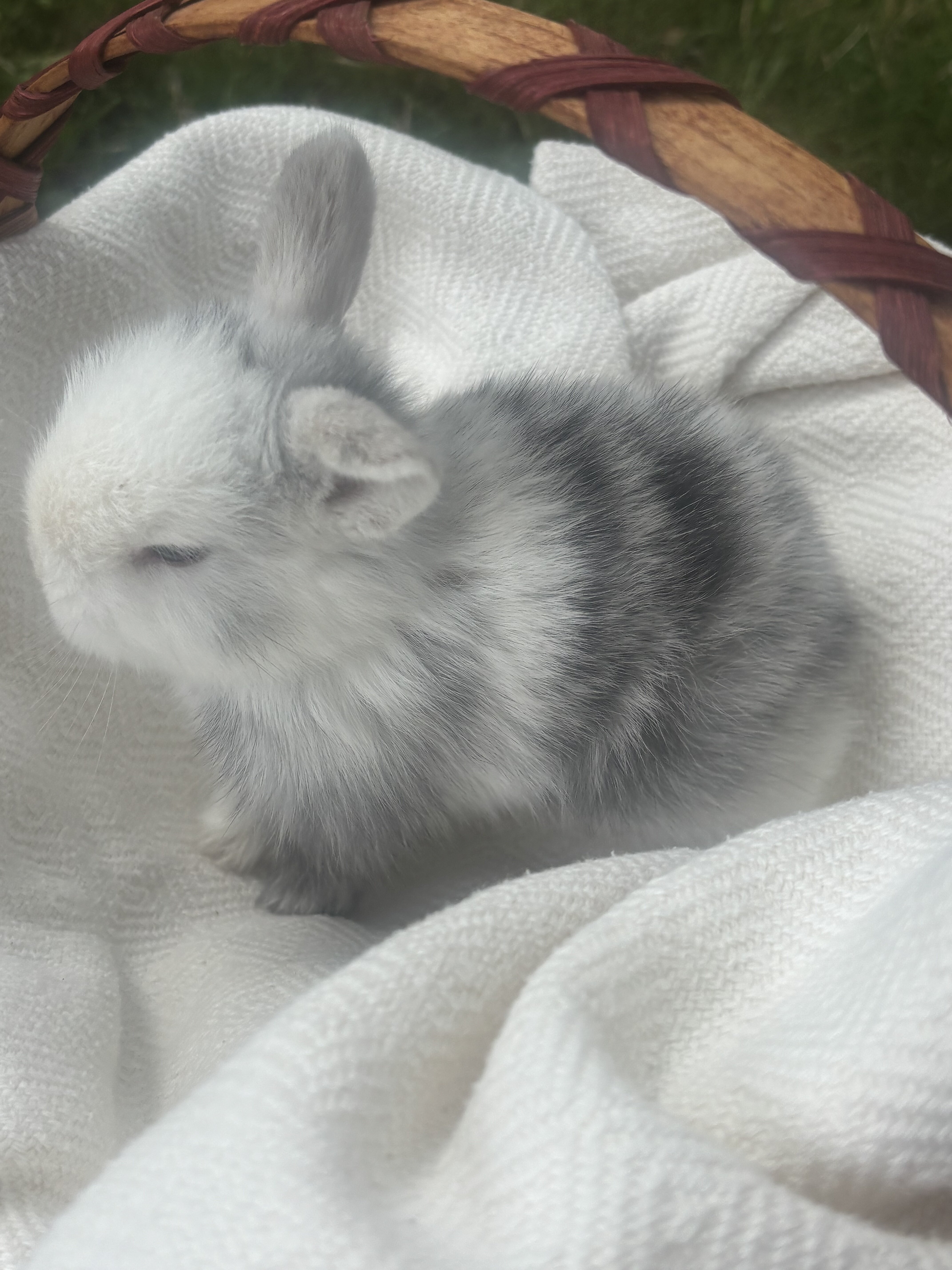 Pure bred holland lop bunny, Pippin image 2