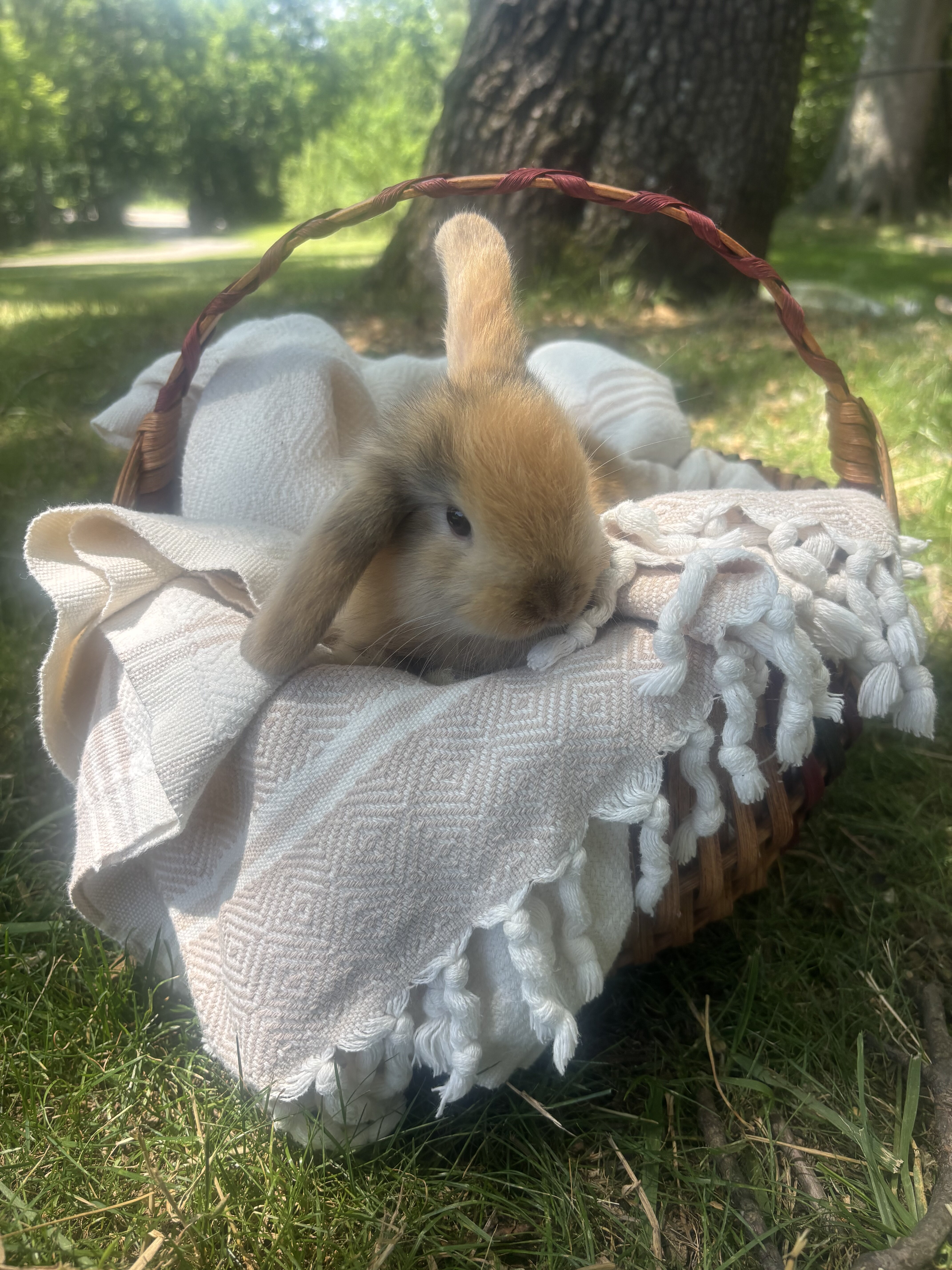 Teddy, pure bred holland lop bunny image 1