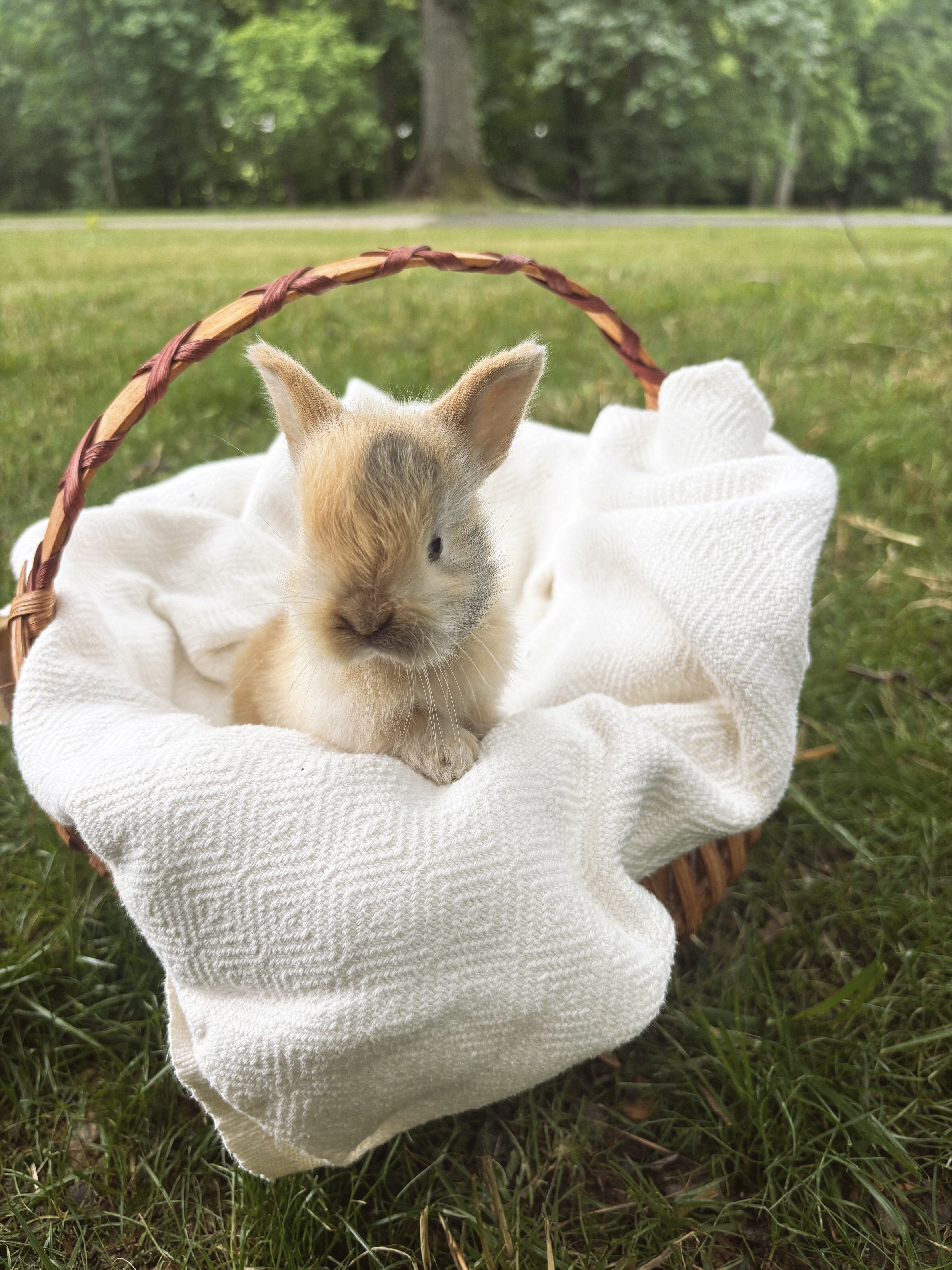 Peanut, the pure bred holland lop bunny image 1