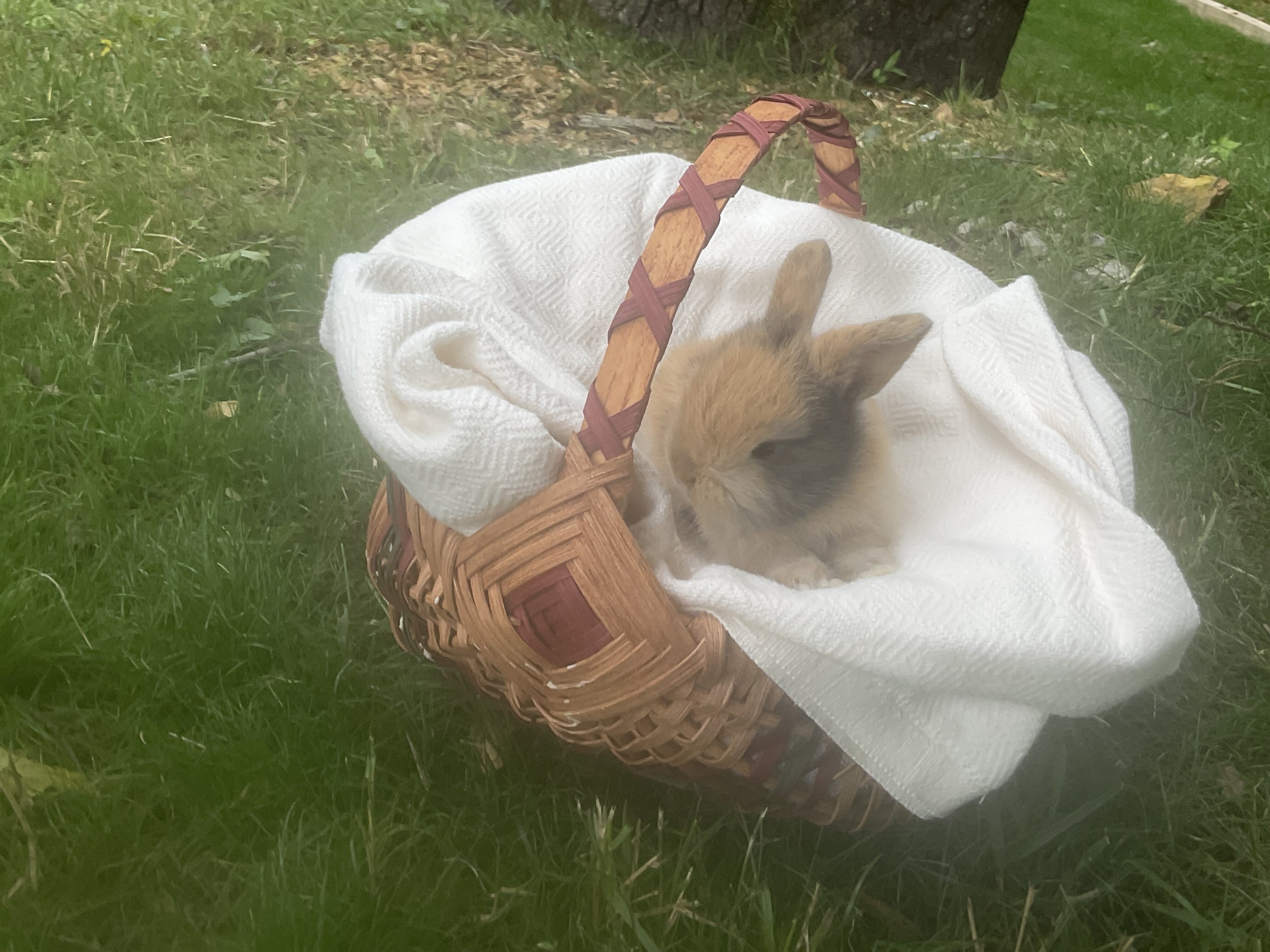 Peanut, the pure bred holland lop bunny image 4
