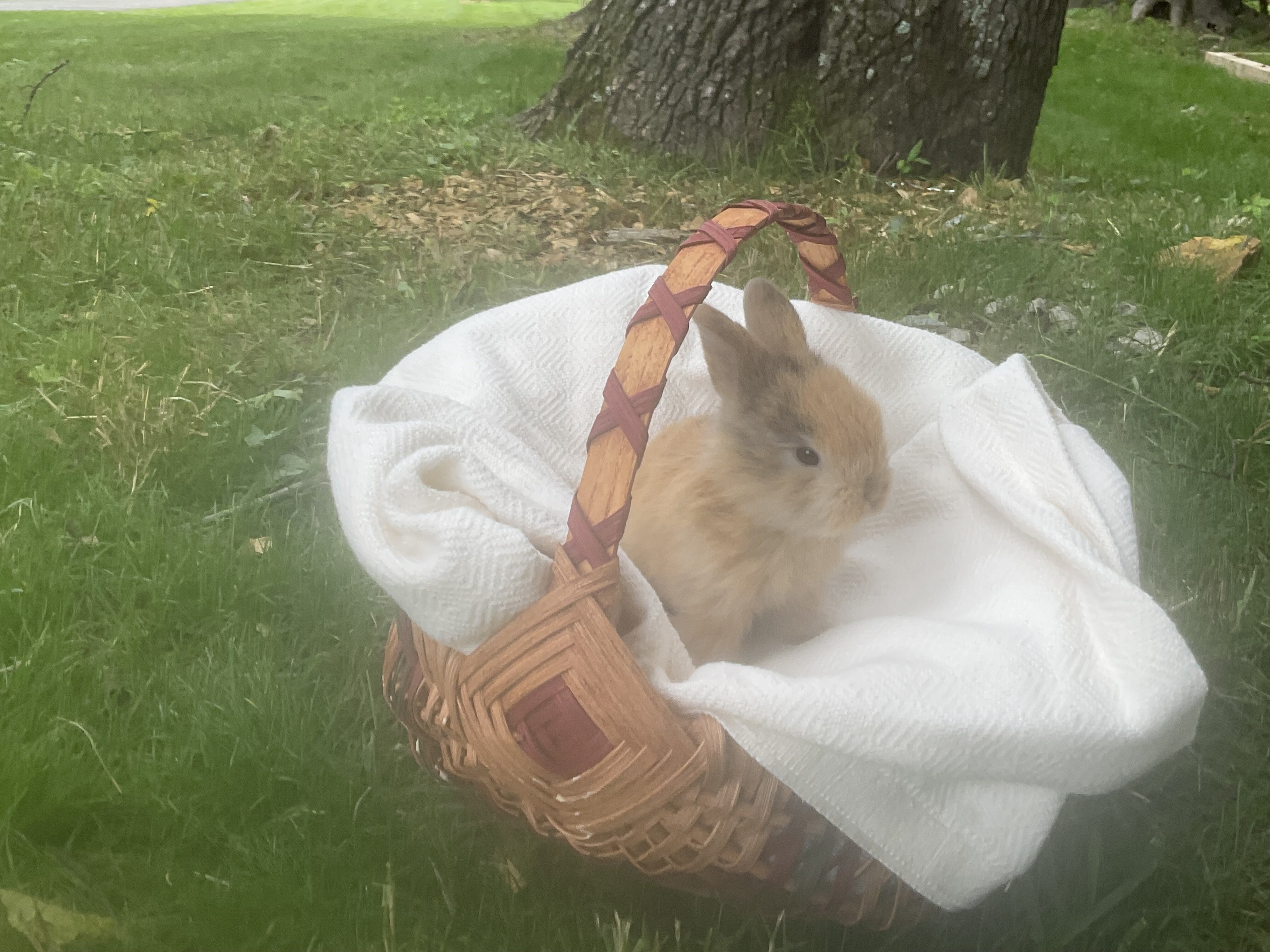 Peanut, the pure bred holland lop bunny image 2