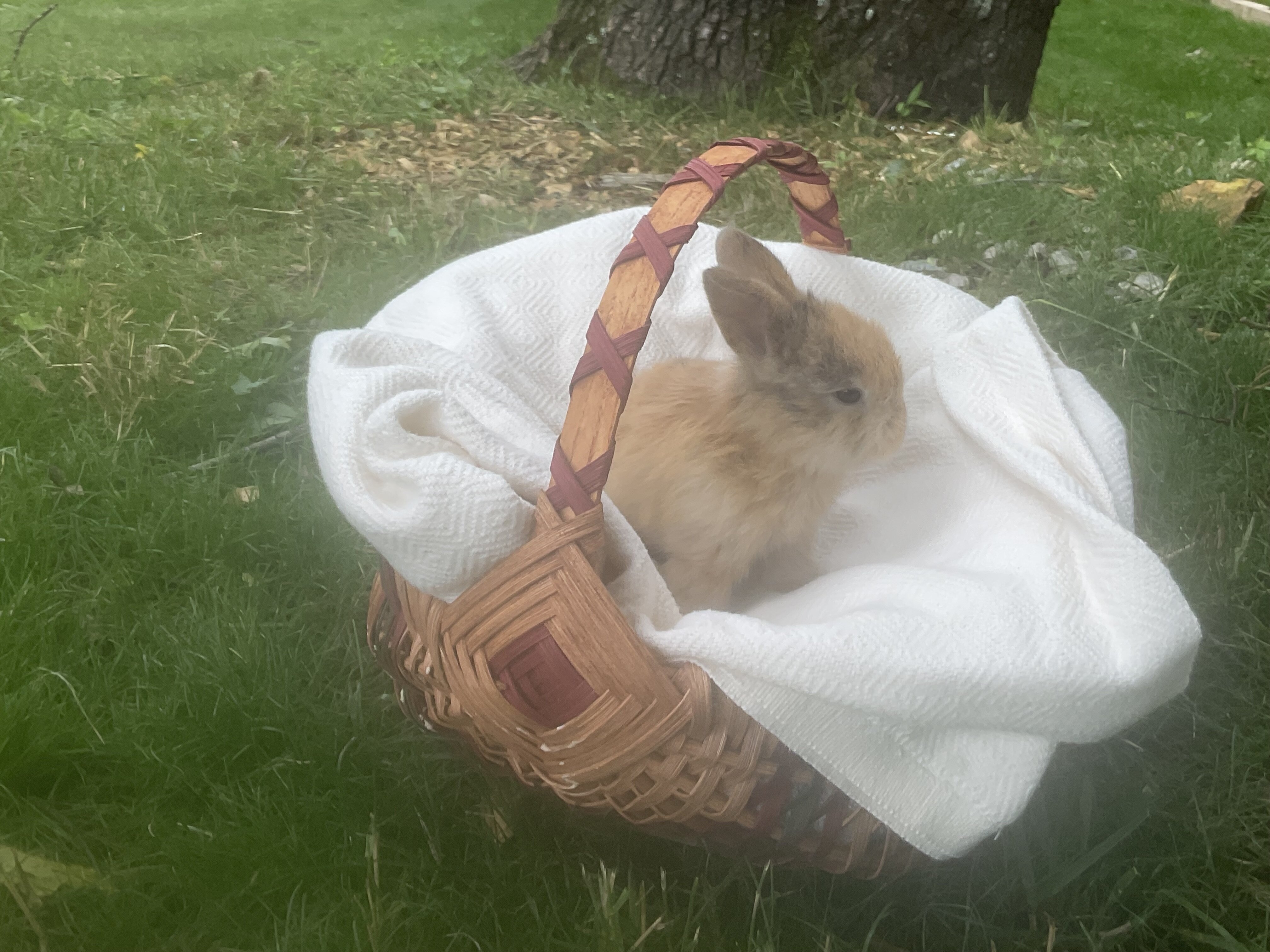 Peanut, the pure bred holland lop bunny image 3