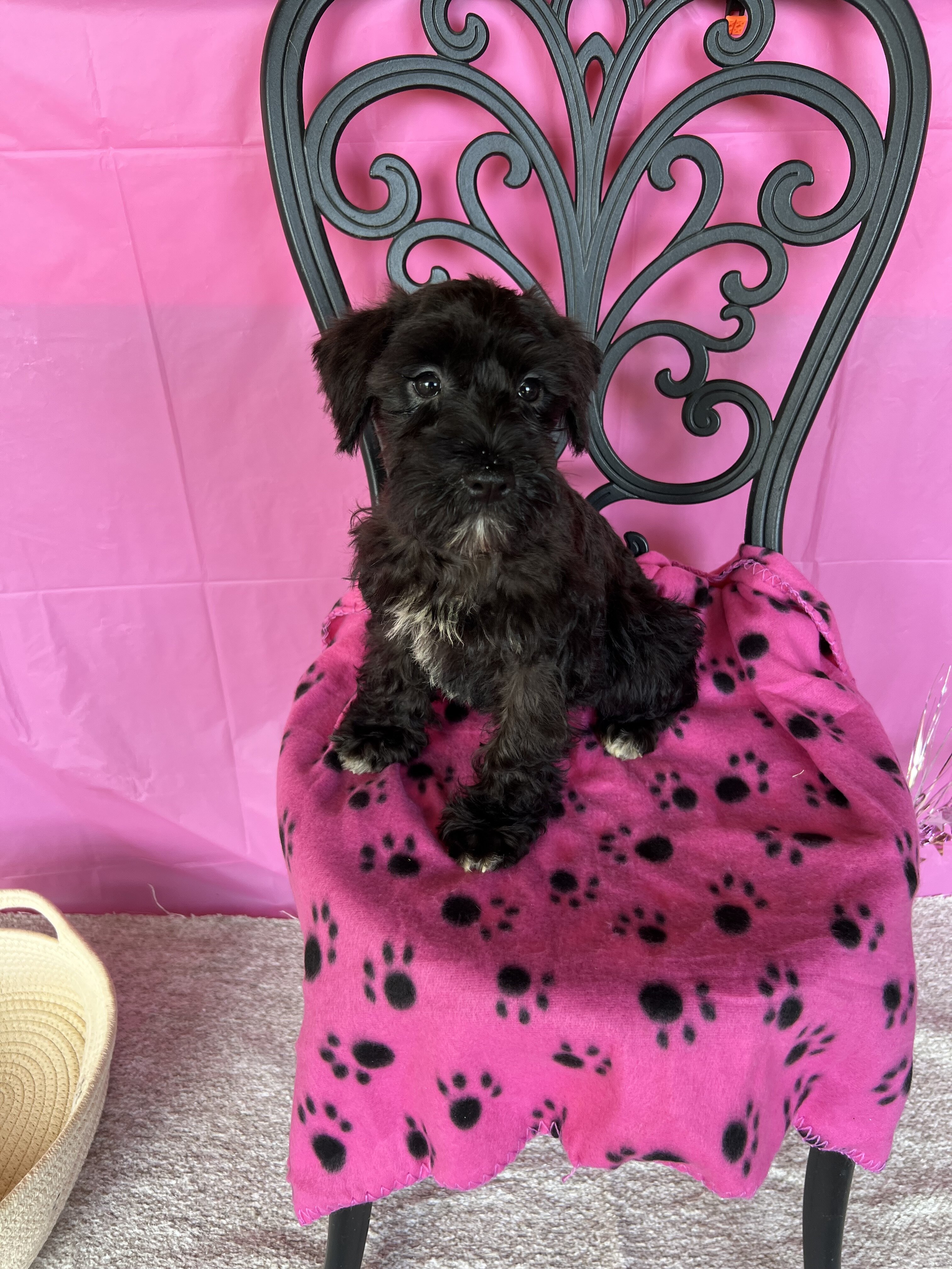CKC Mini Schnauzers image 2