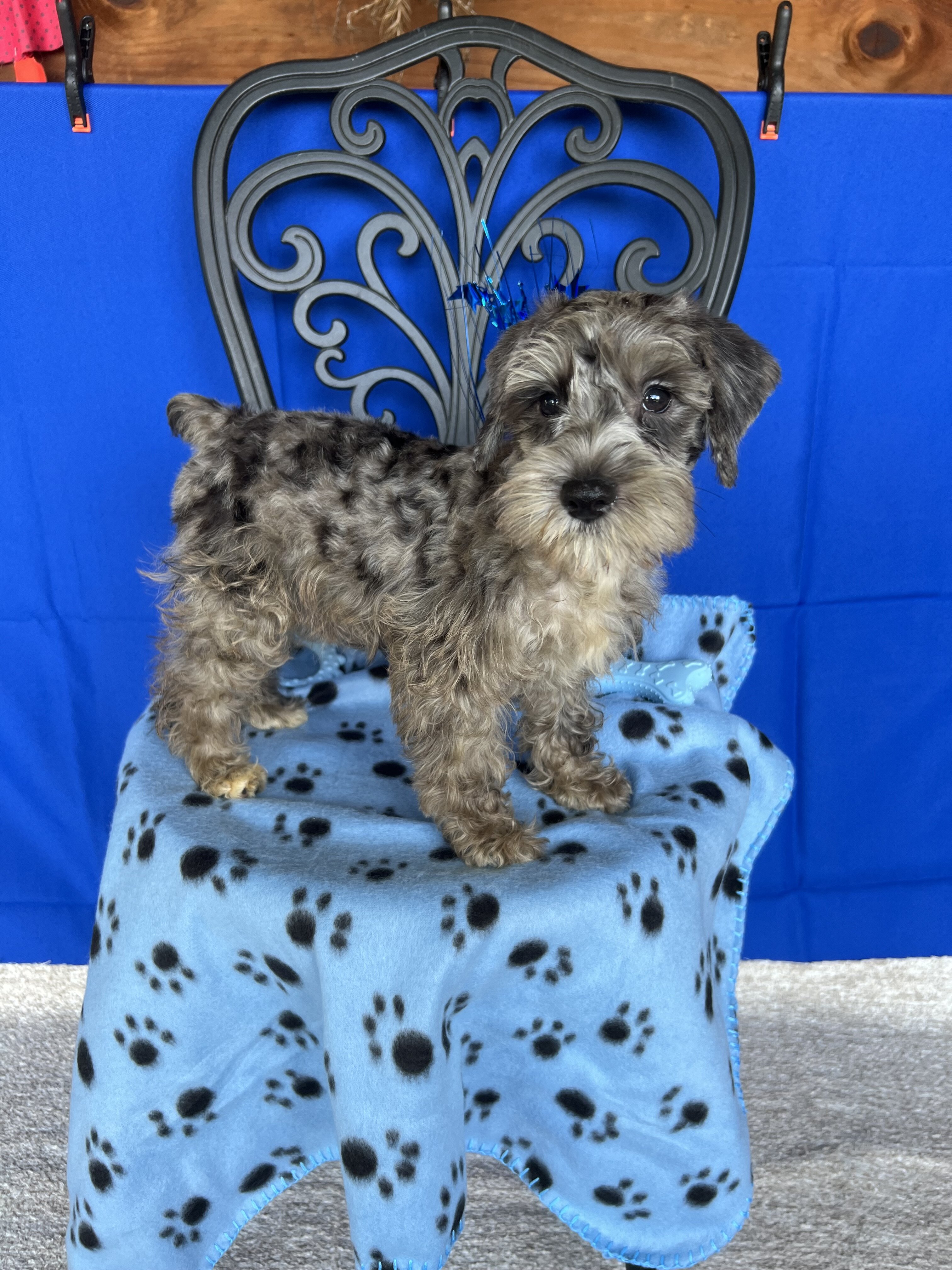 CKC Mini Schnauzers image 1