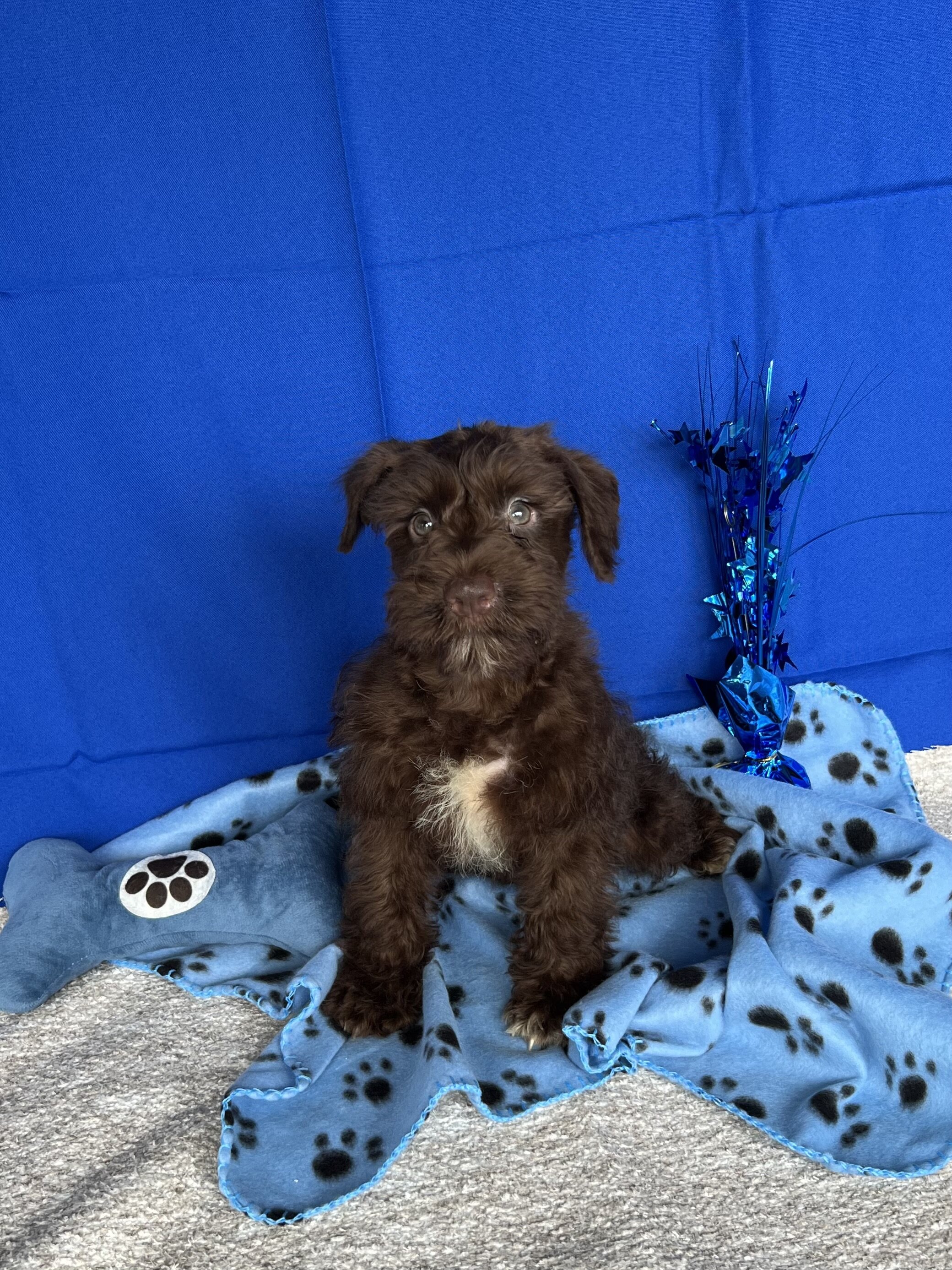 CKC Mini Schnauzers image 3