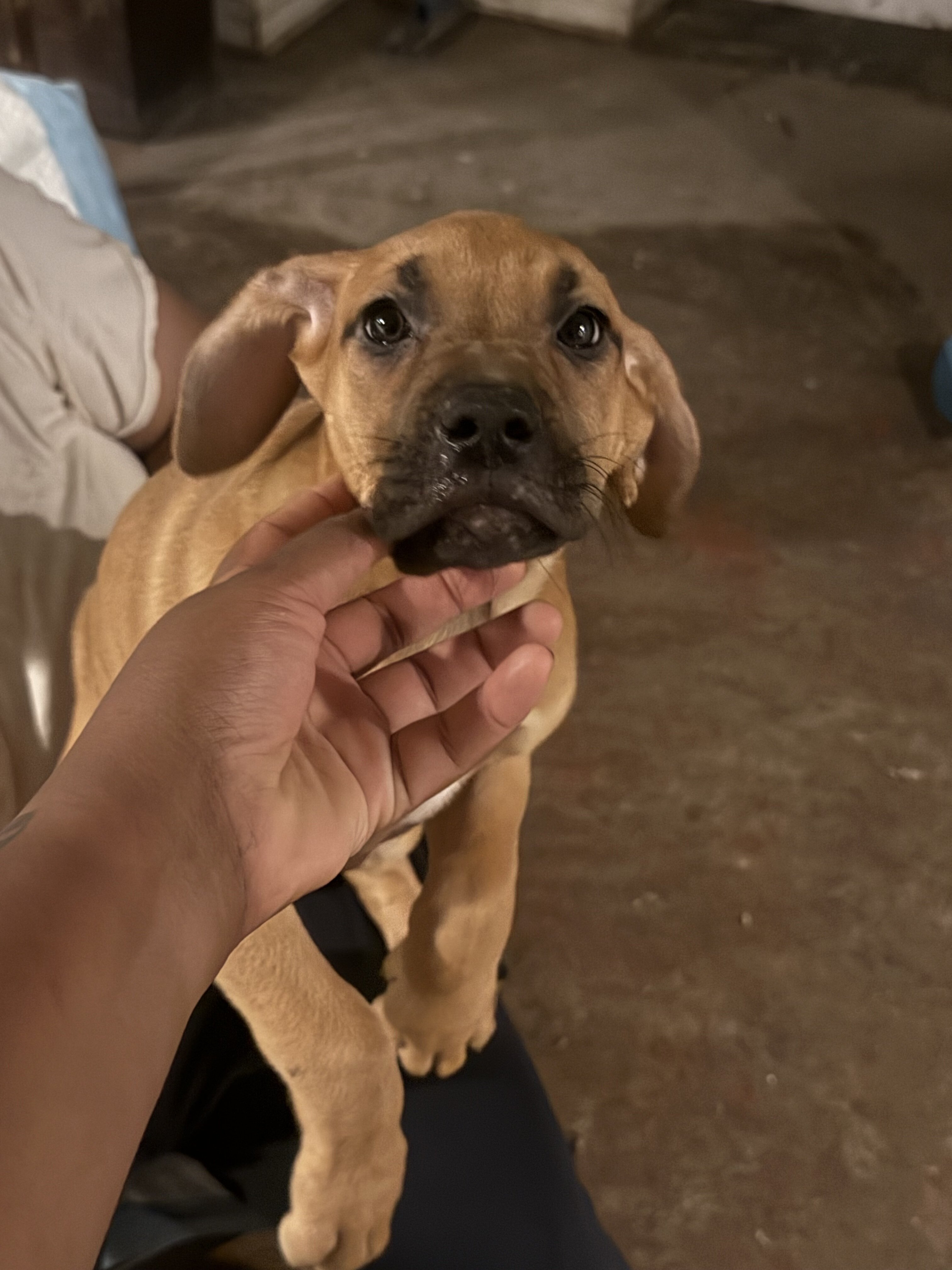 Beautiful Great Dane Mixed Puppies image 2