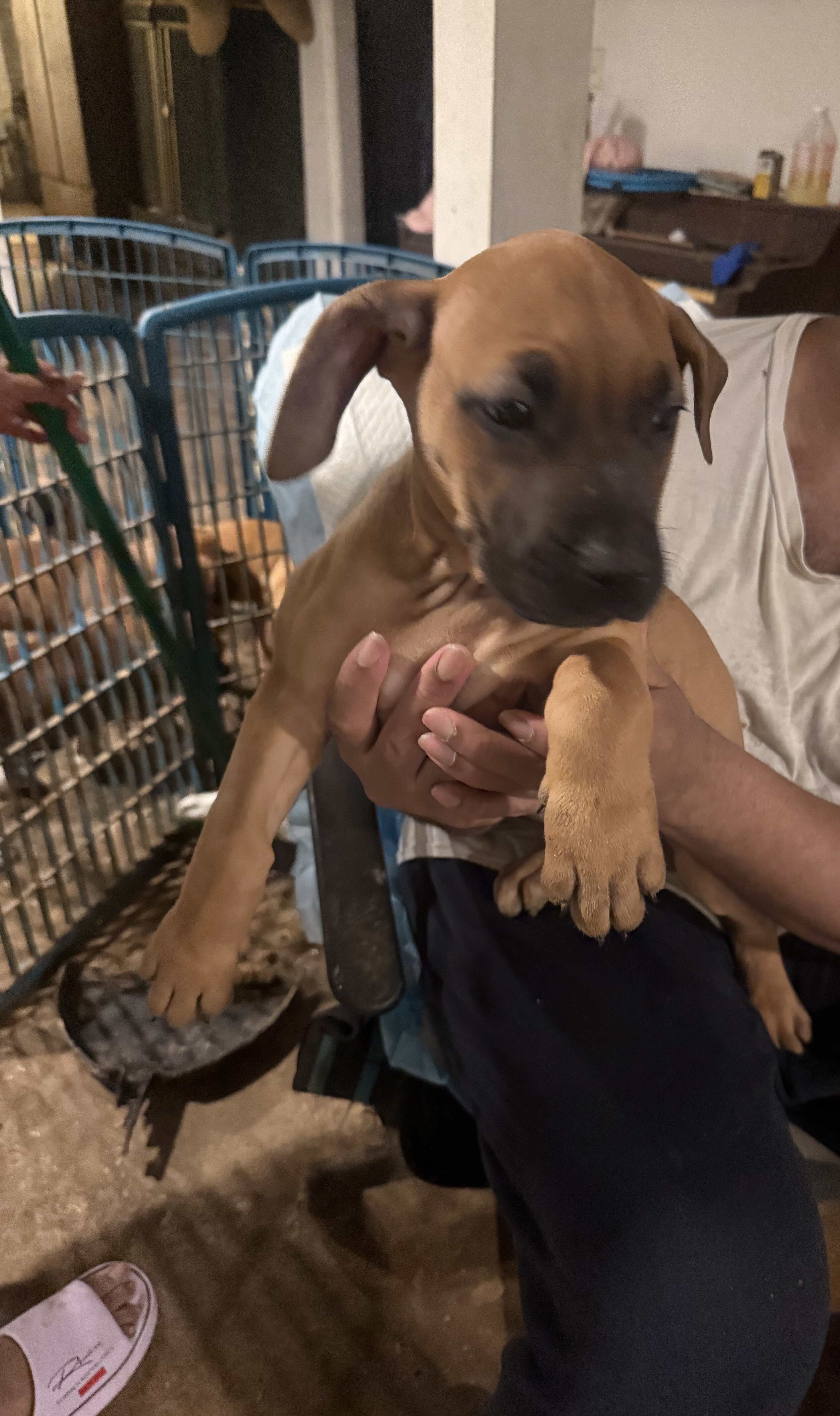 Beautiful Great Dane Mixed Puppies image 4
