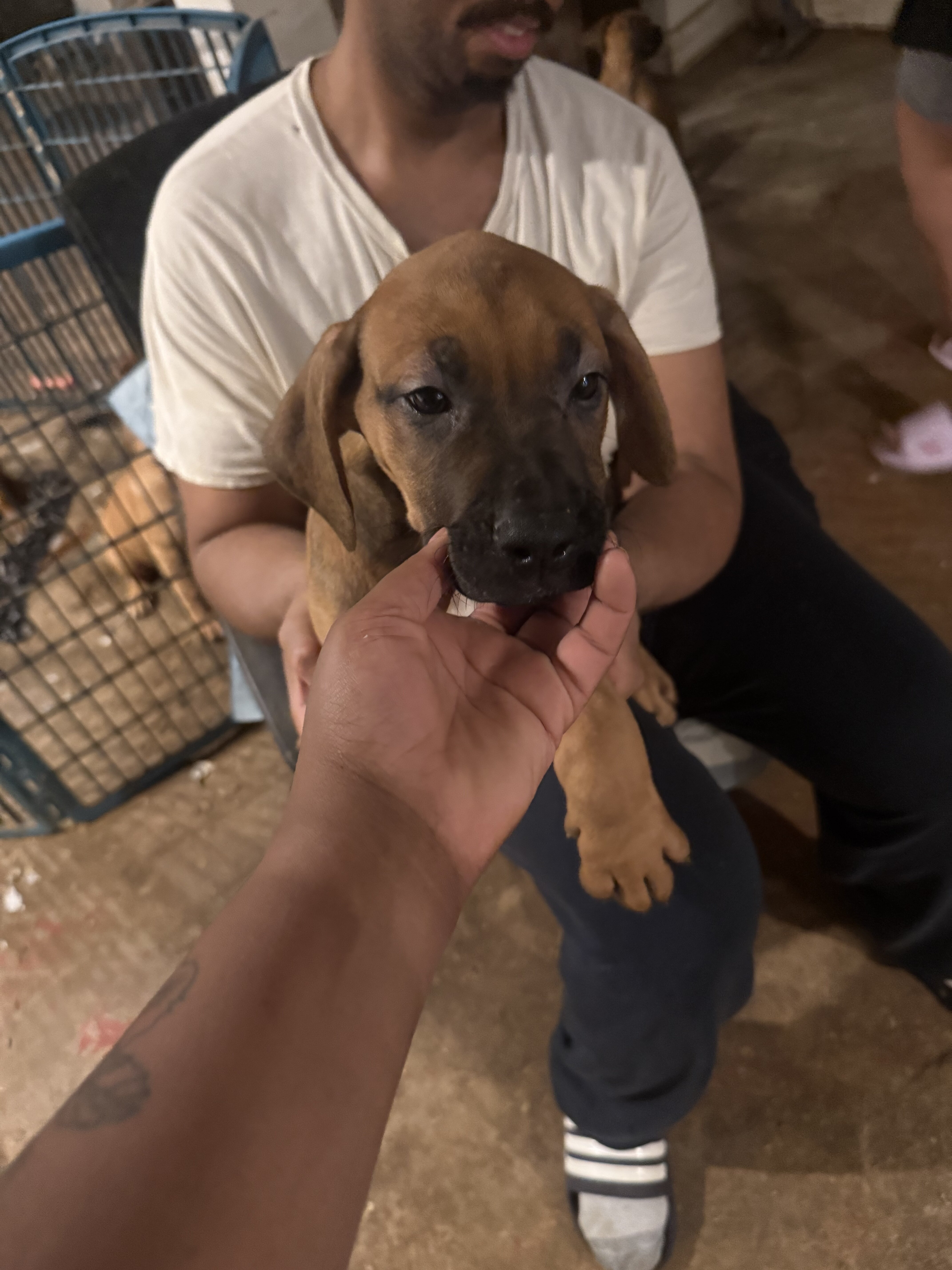 Beautiful Great Dane Mixed Puppies image 3