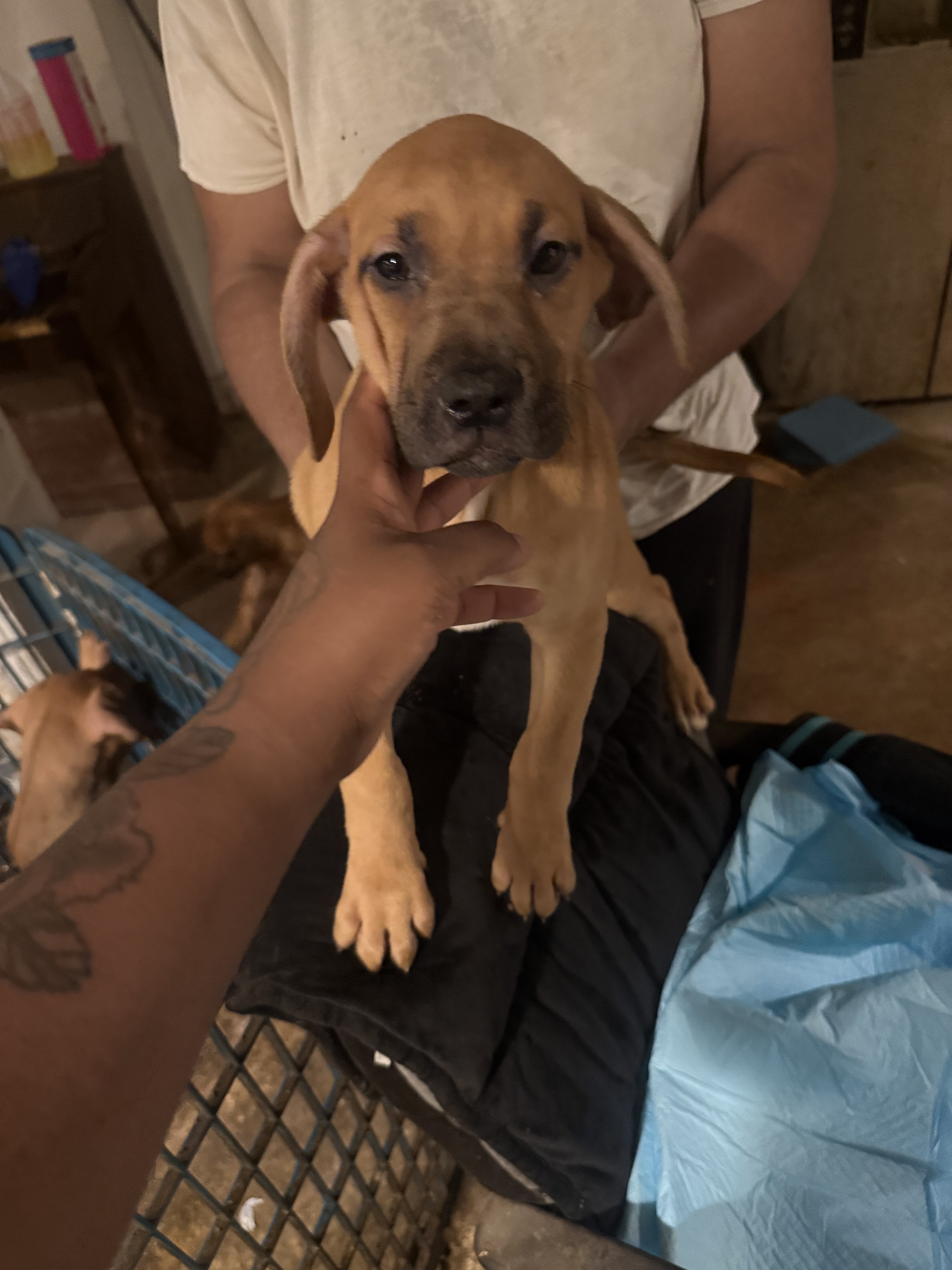 Beautiful Great Dane Mixed Puppies image 1