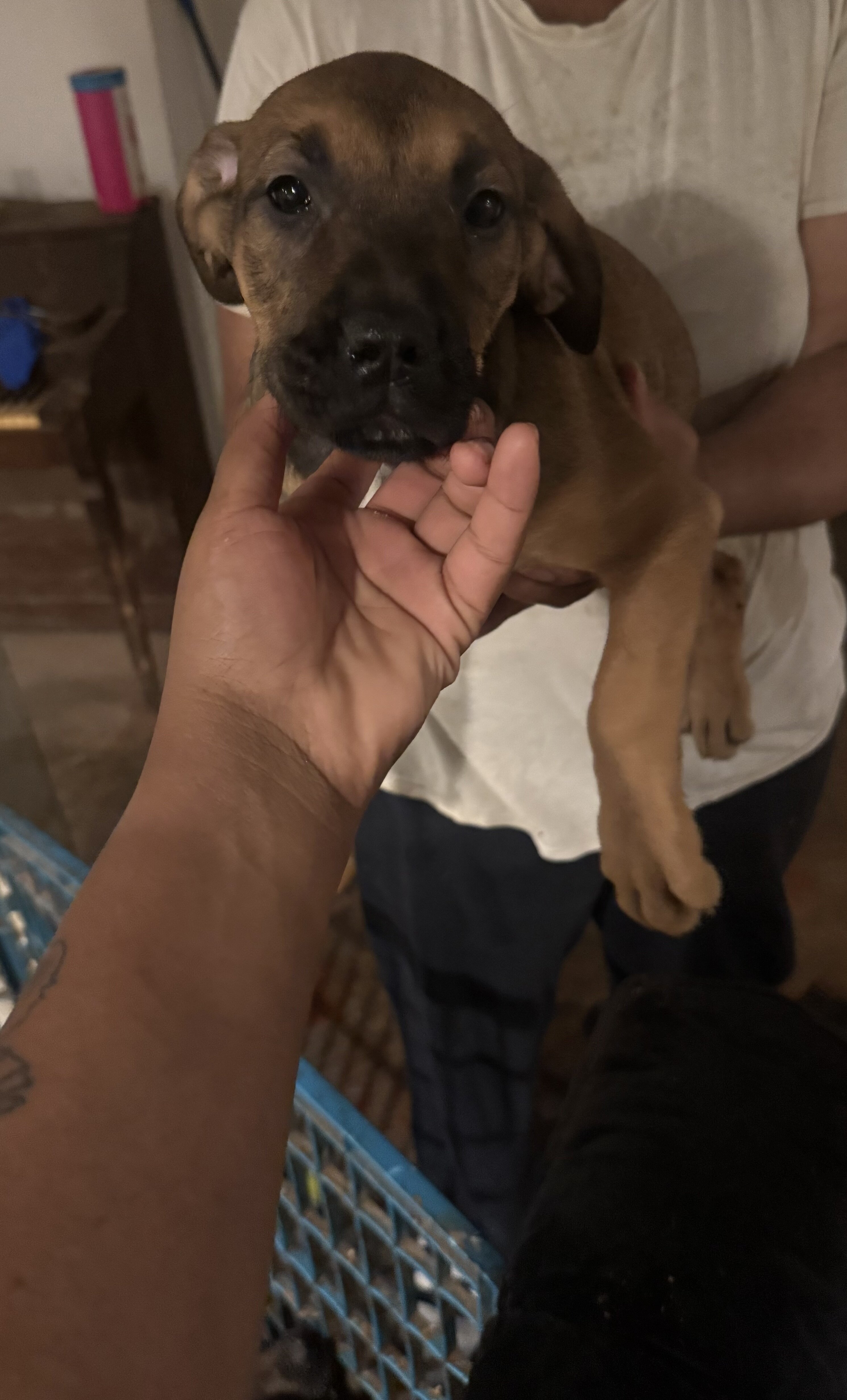 Beautiful Great Dane Mixed Puppies image 5