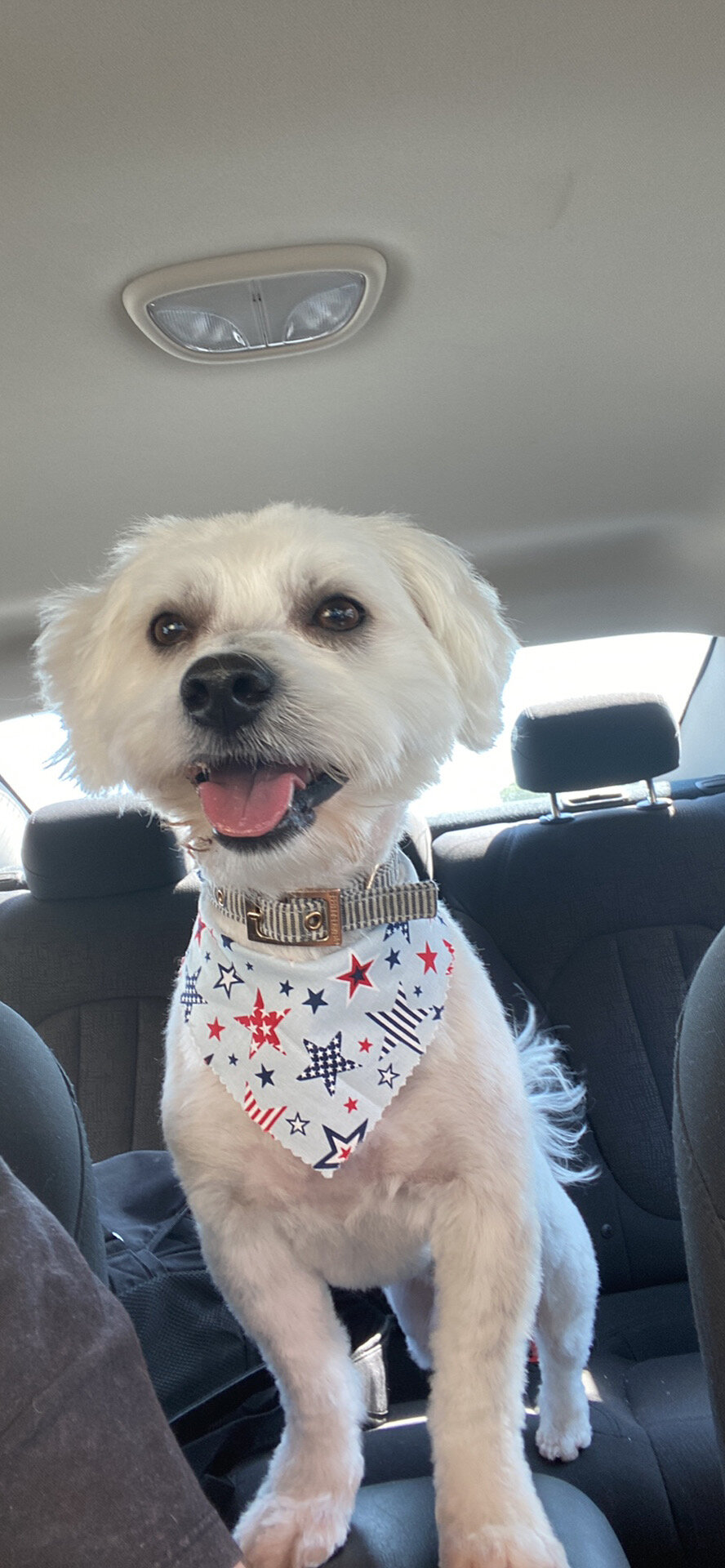 4 year old male Coton de Tulear image 2