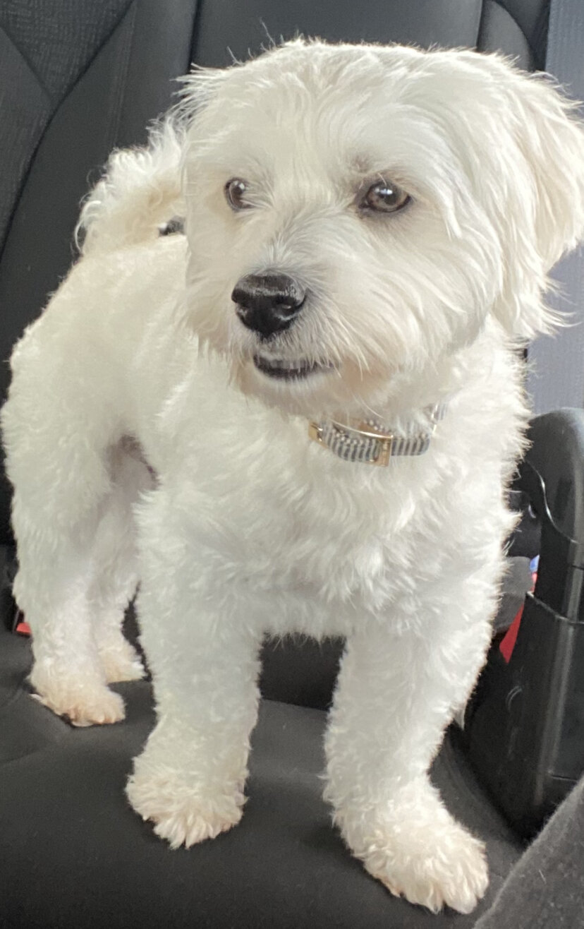 4 year old male Coton de Tulear image 5