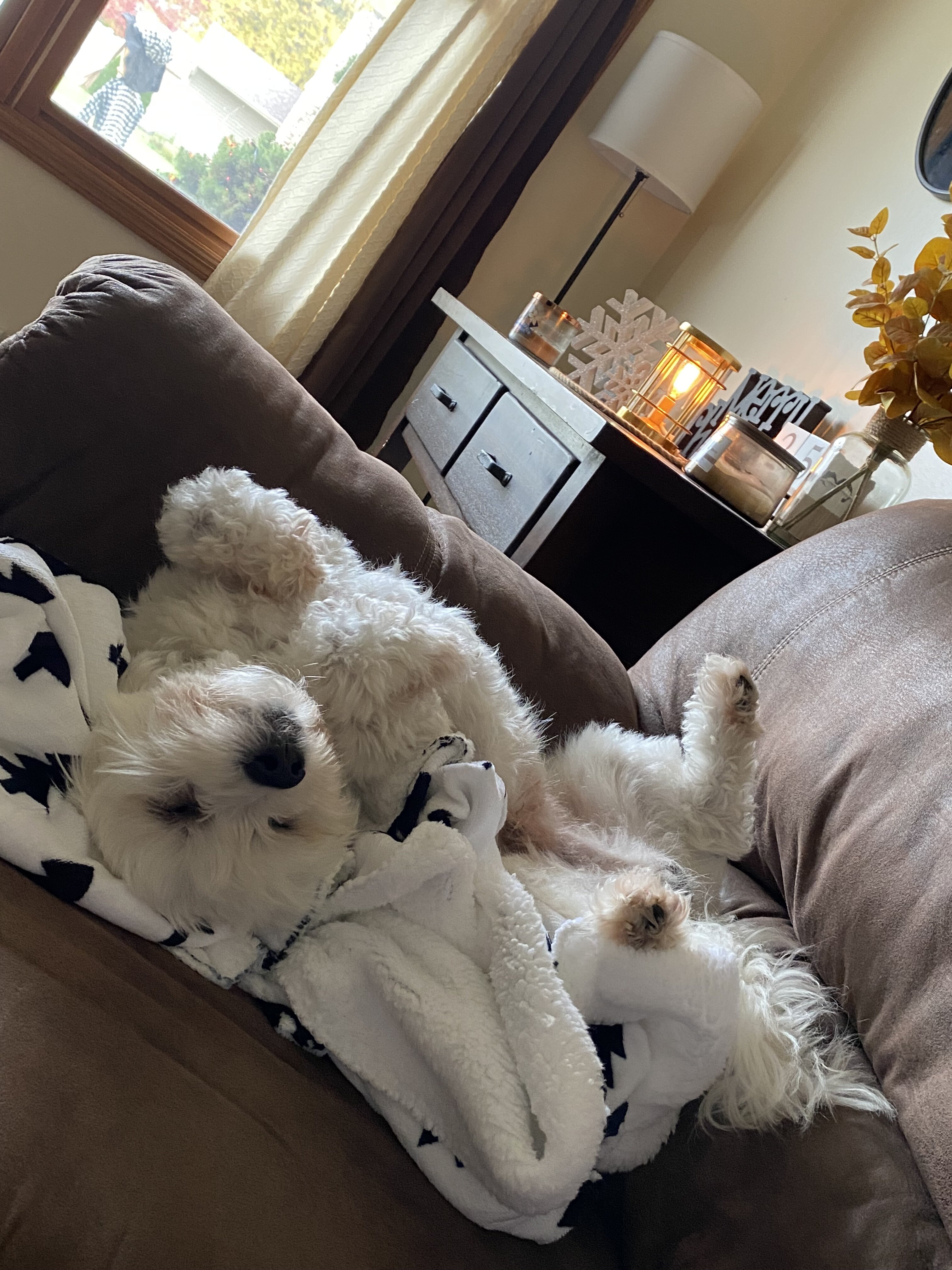4 year old male Coton de Tulear image 6