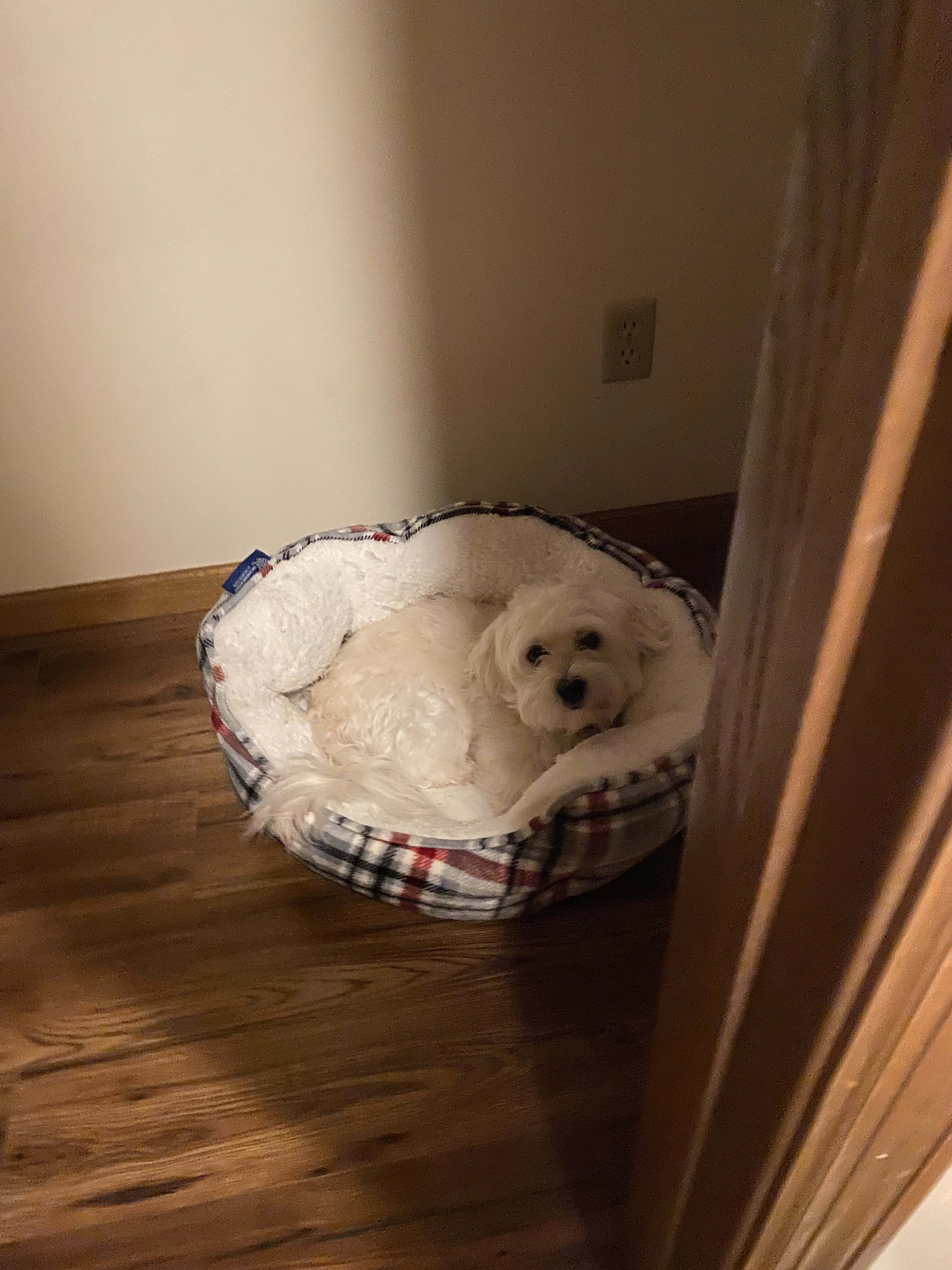 4 year old male Coton de Tulear image 7