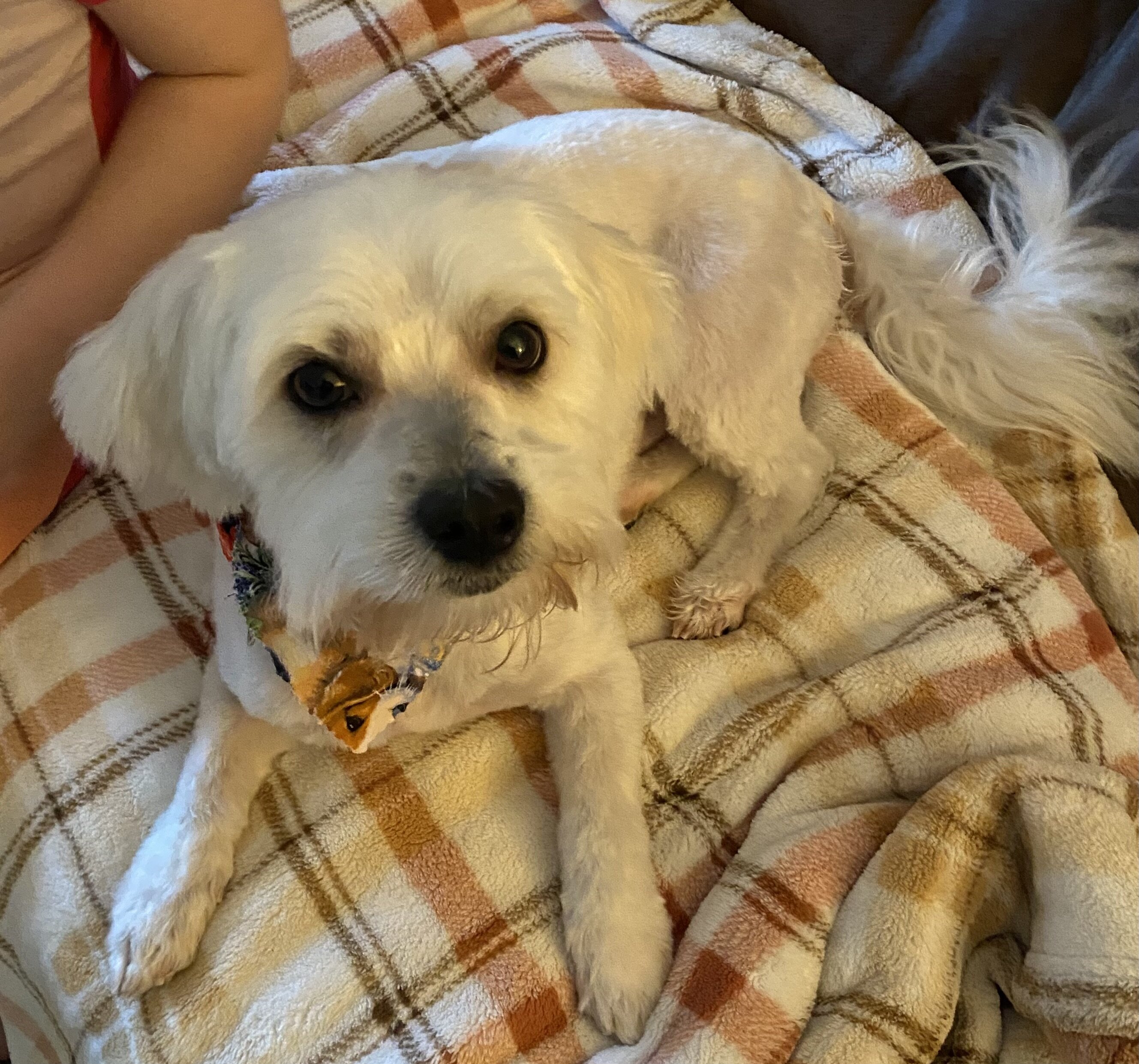 4 year old male Coton de Tulear image 8
