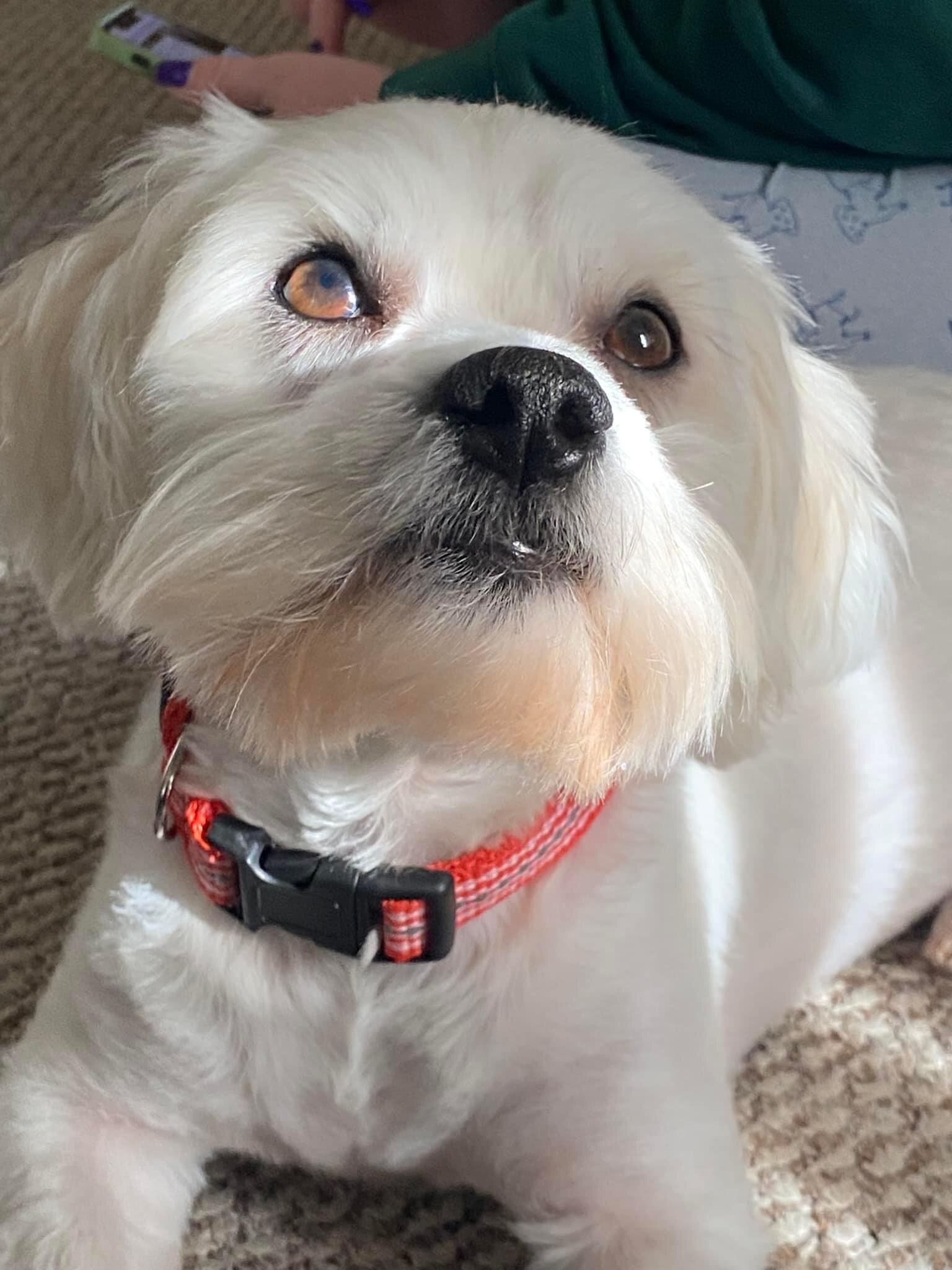 4 year old male Coton de Tulear image 9