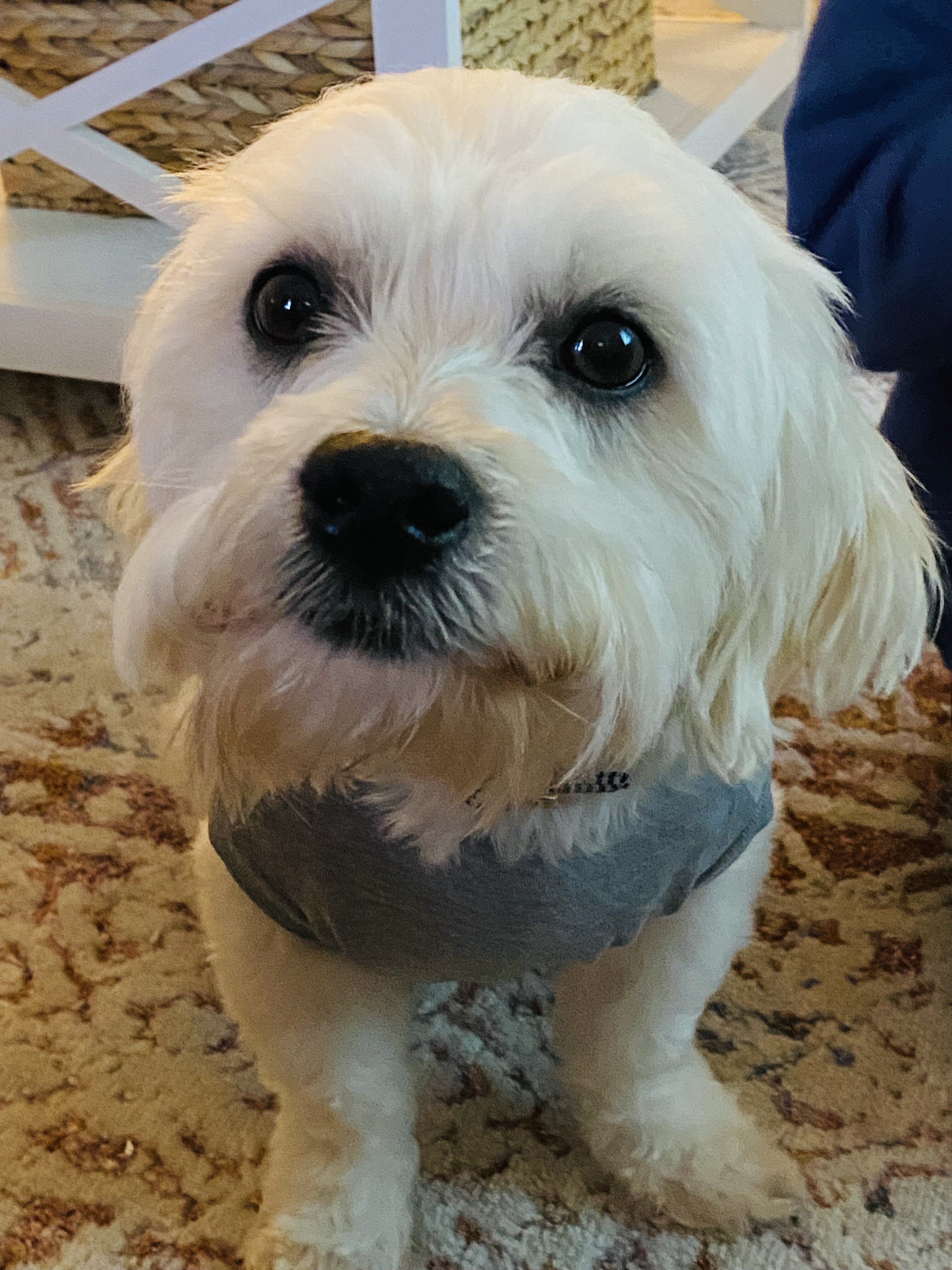 4 year old male Coton de Tulear image 10