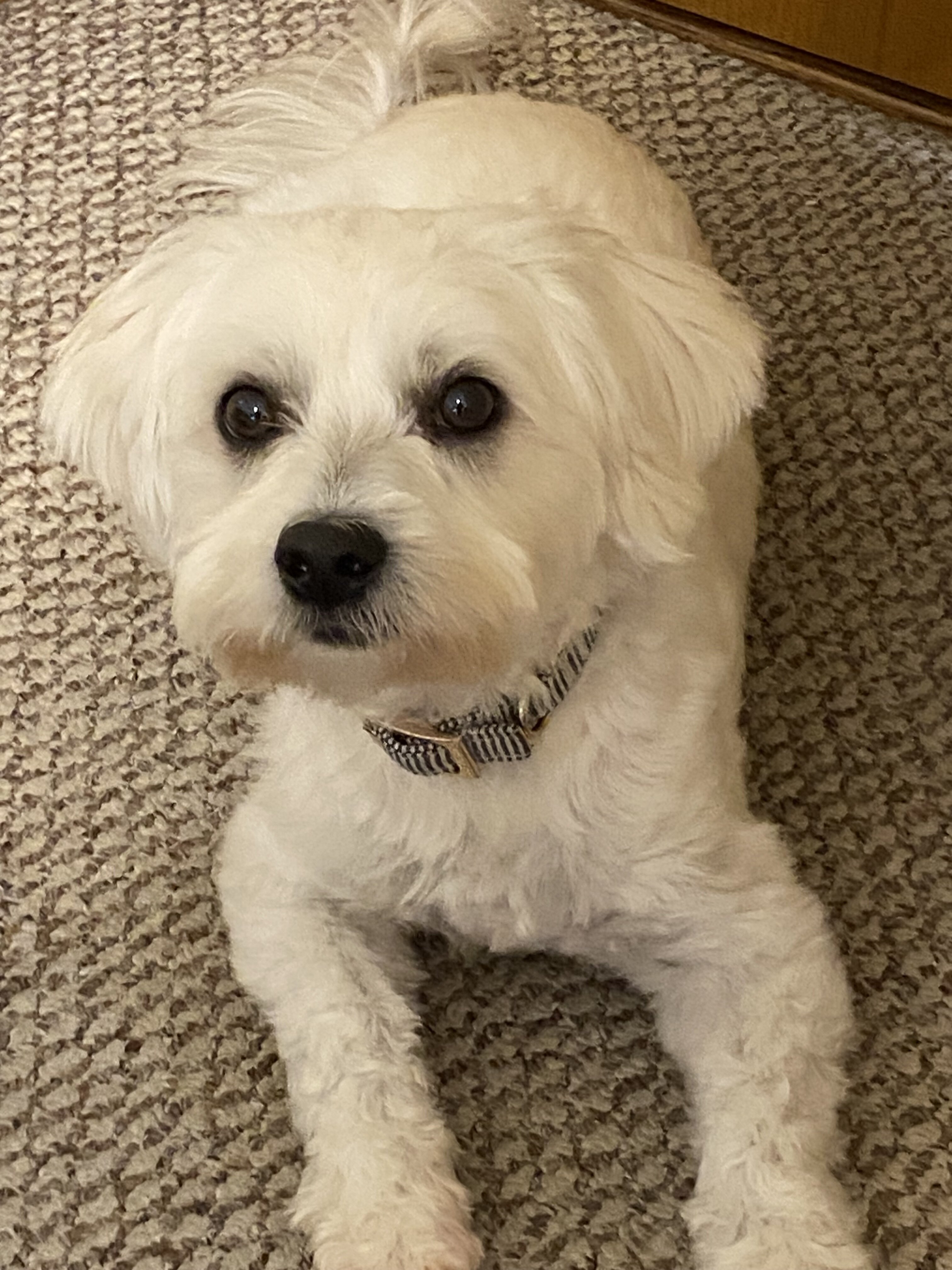 4 year old male Coton de Tulear image 3
