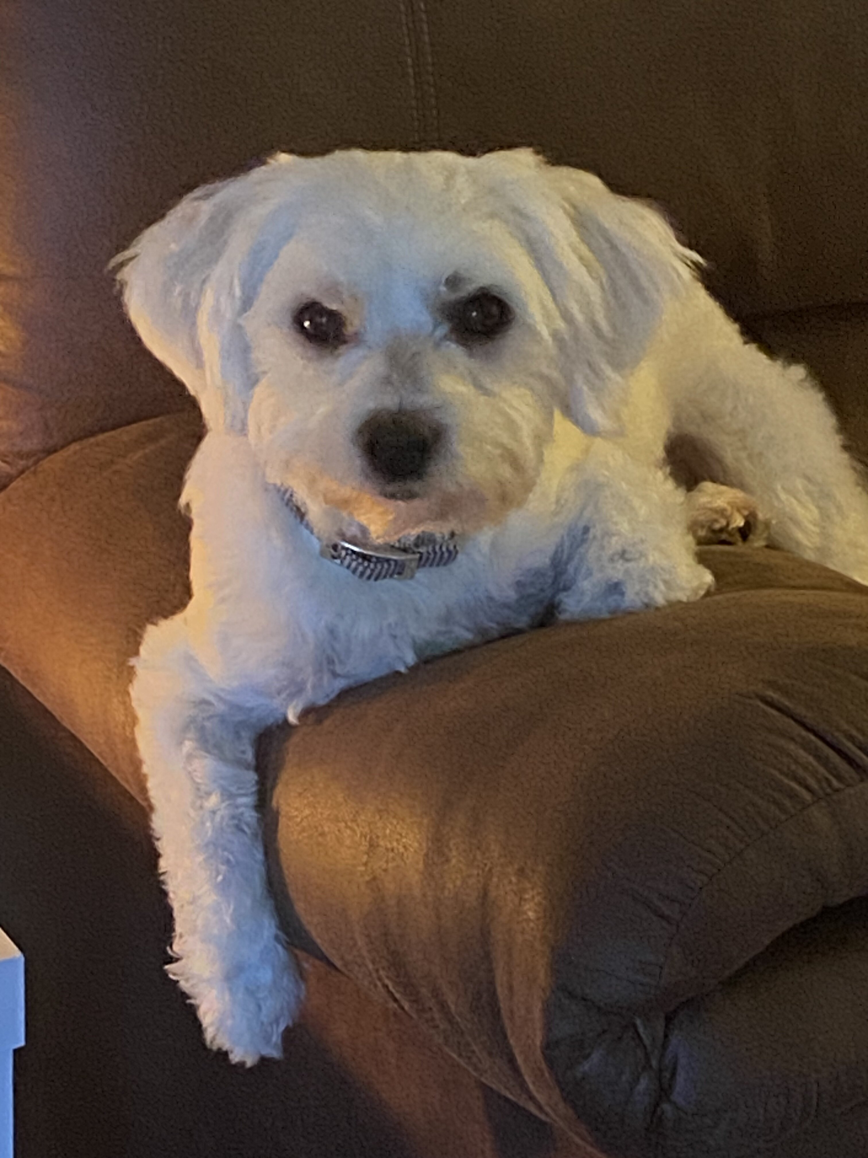 4 year old male Coton de Tulear image 4