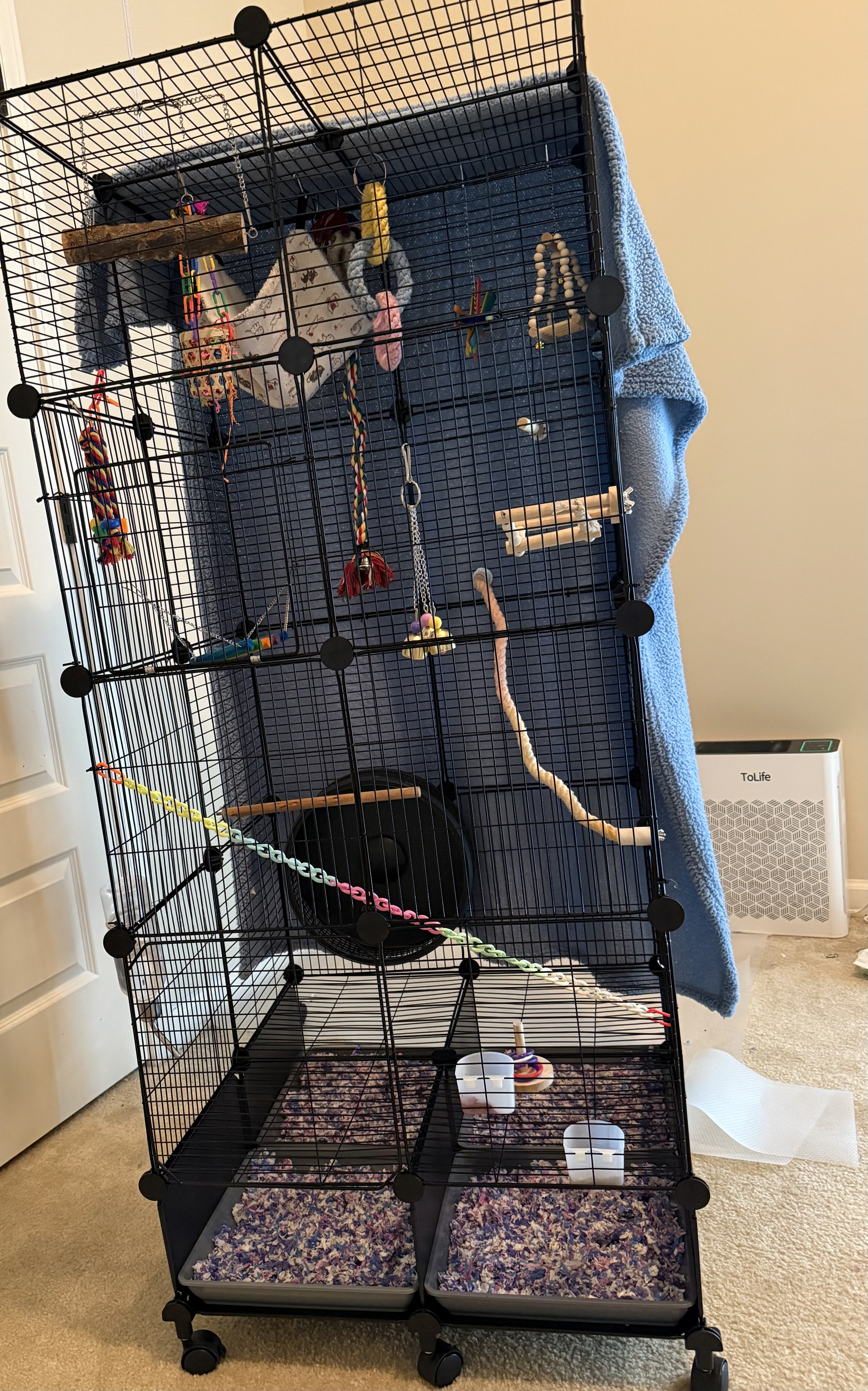 Sugar gliders image 3