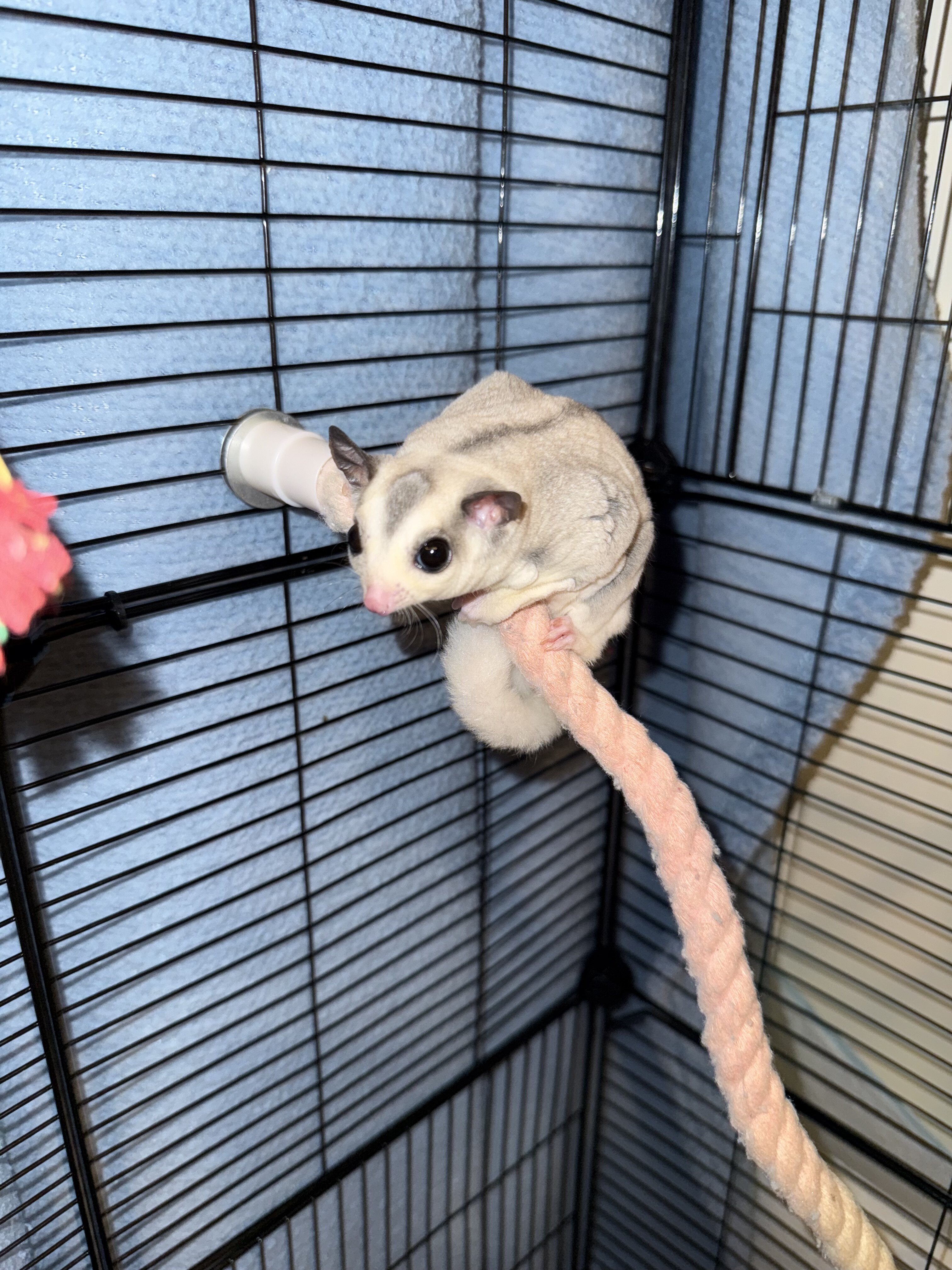 Sugar gliders image 1