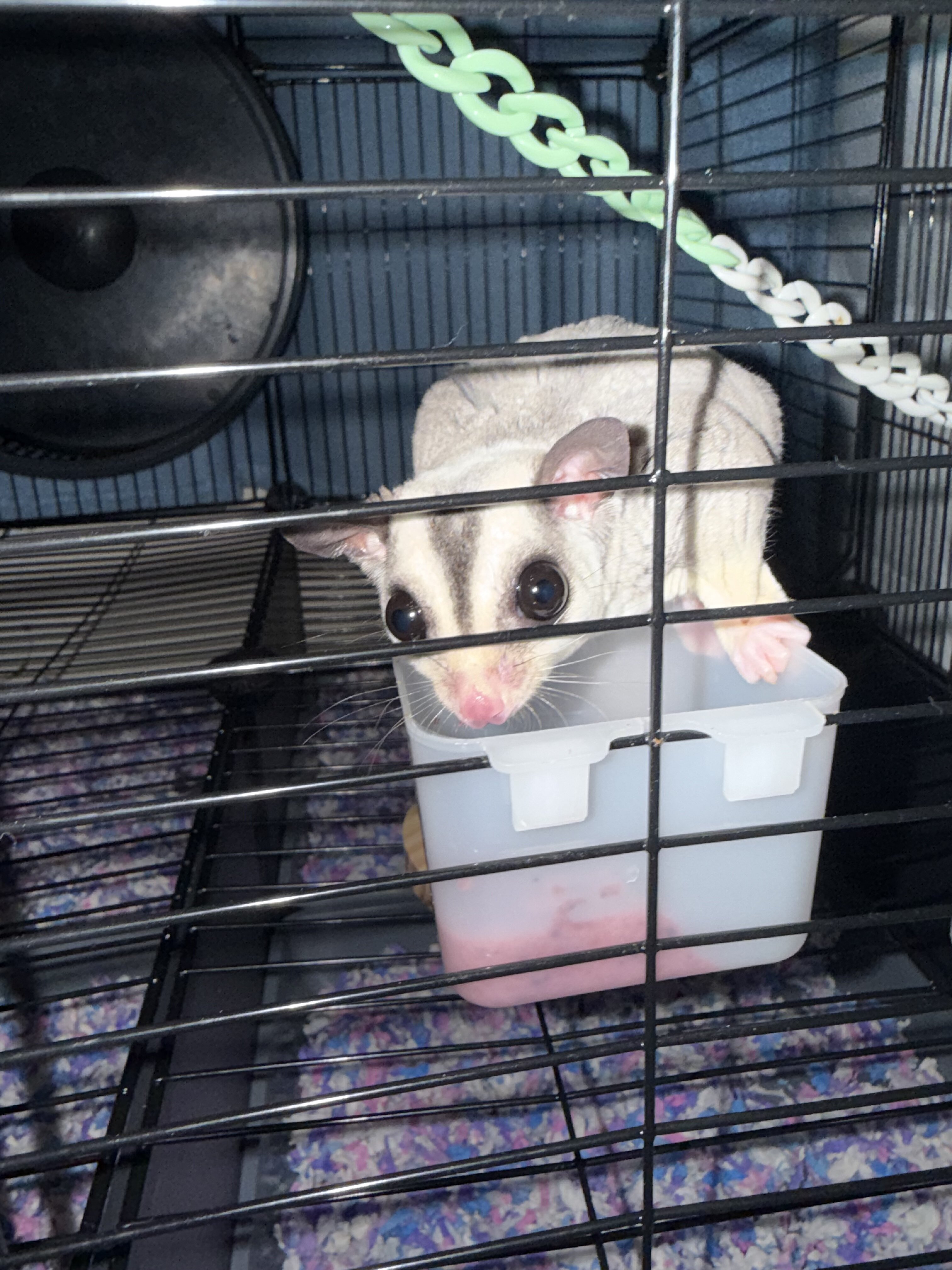 Sugar gliders image 2
