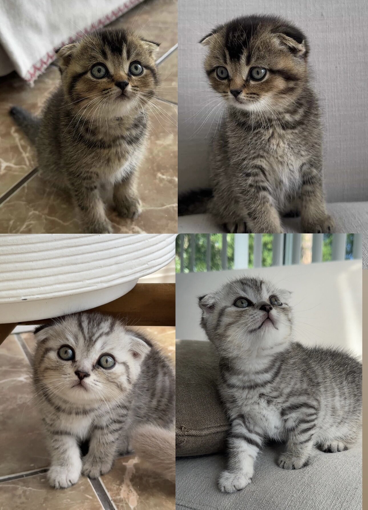 Scottish Fold Kittens image 1