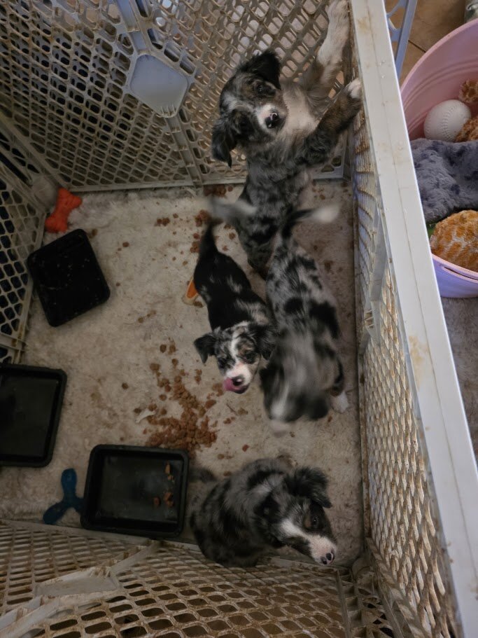 Miniature Australian Shepherd Puppies image 1