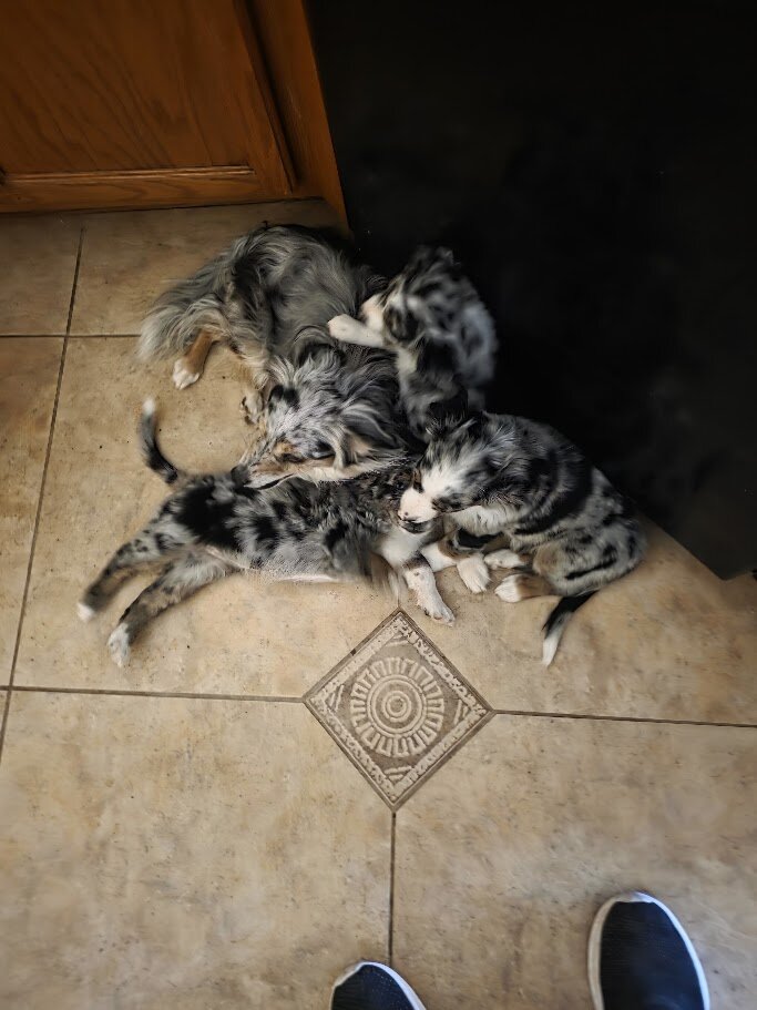 Miniature Australian Shepherd Puppies image 2