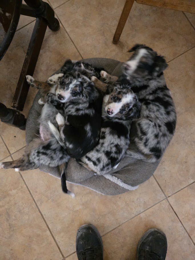 Miniature Australian Shepherd Puppies image 9