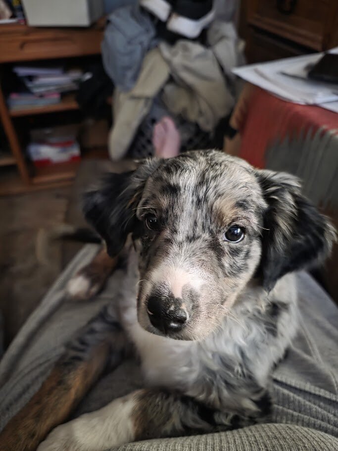 Miniature Australian Shepherd Puppies image 10