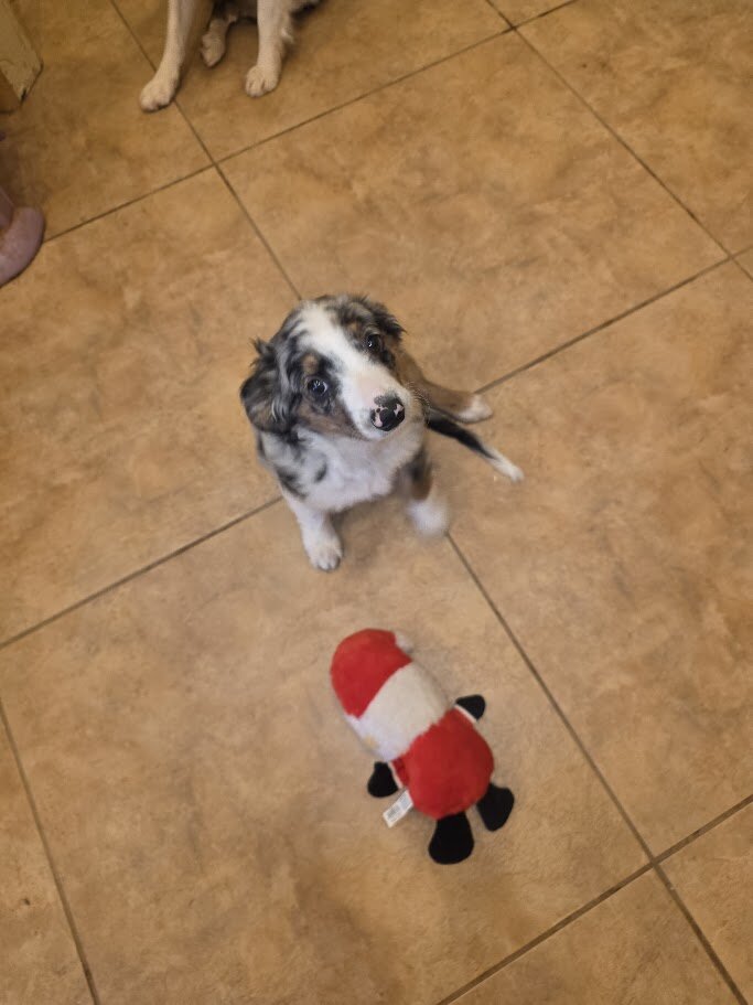 Miniature Australian Shepherd Puppies image 8