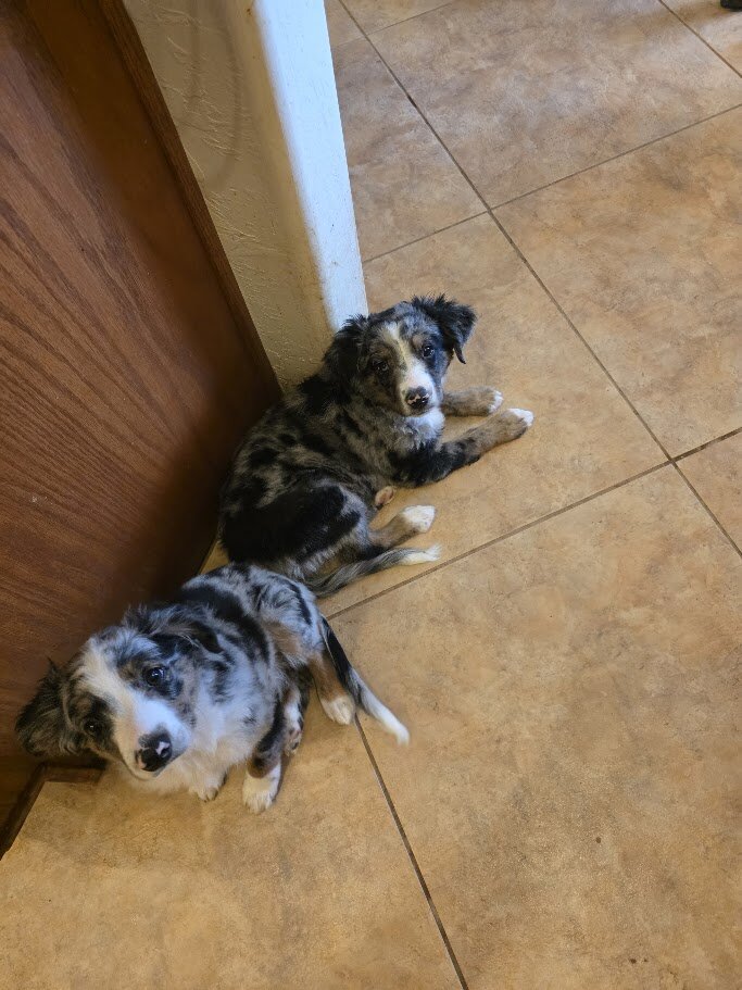 Miniature Australian Shepherd Puppies image 3