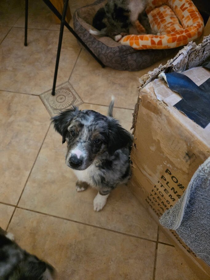 Miniature Australian Shepherd Puppies image 4