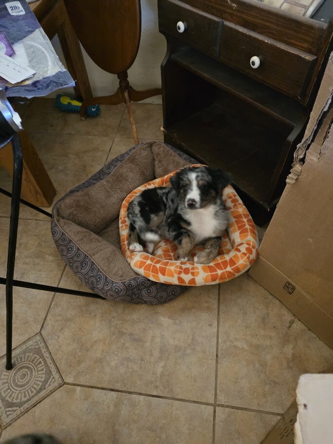 Miniature Australian Shepherd Puppies image 7