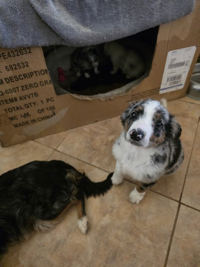 Miniature Australian Shepherd Puppies image 6