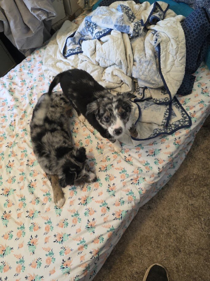 Miniature Australian Shepherd Puppies image 5