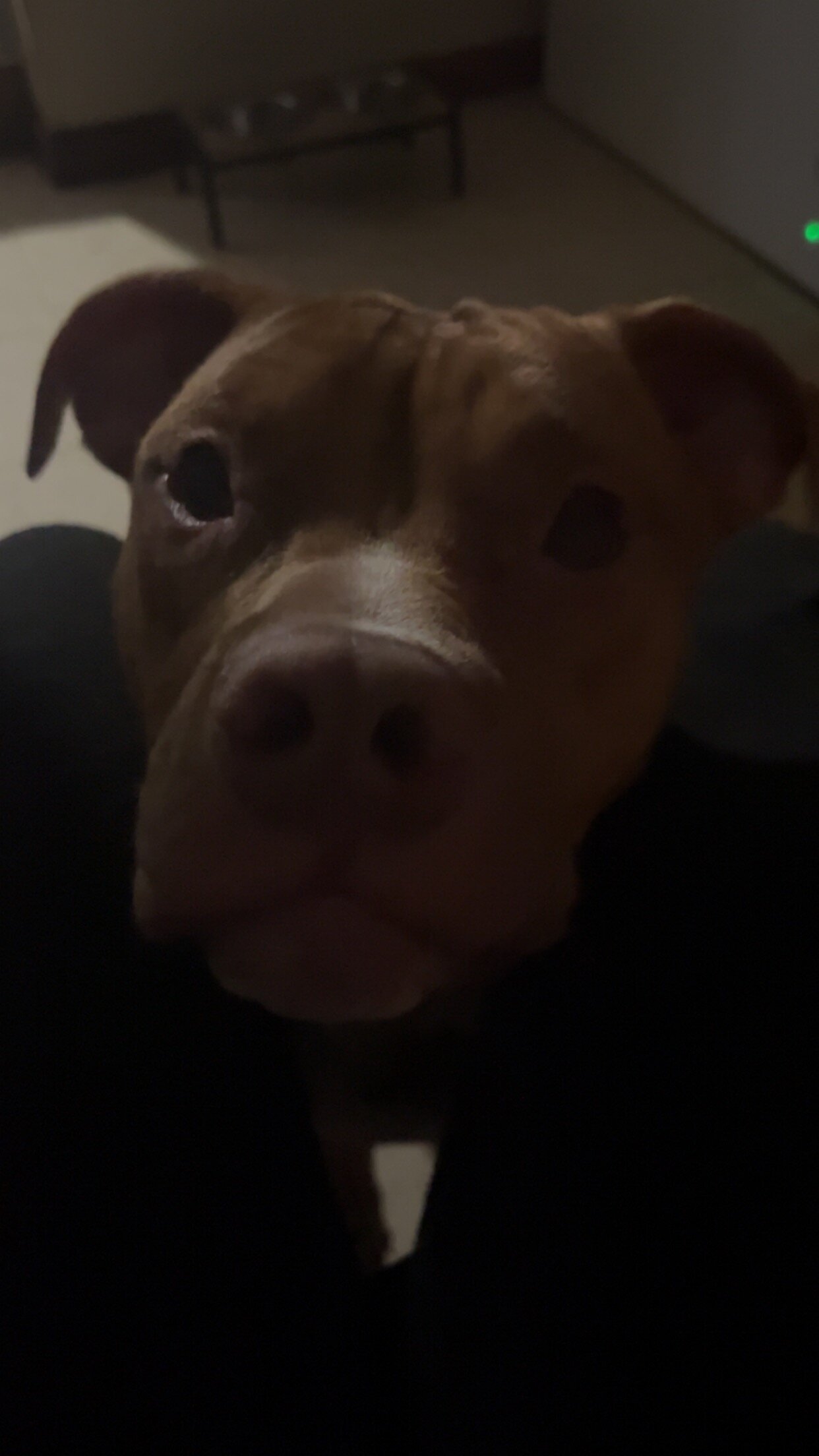 2 1/2 year old pitbull looking for a loving home image 4