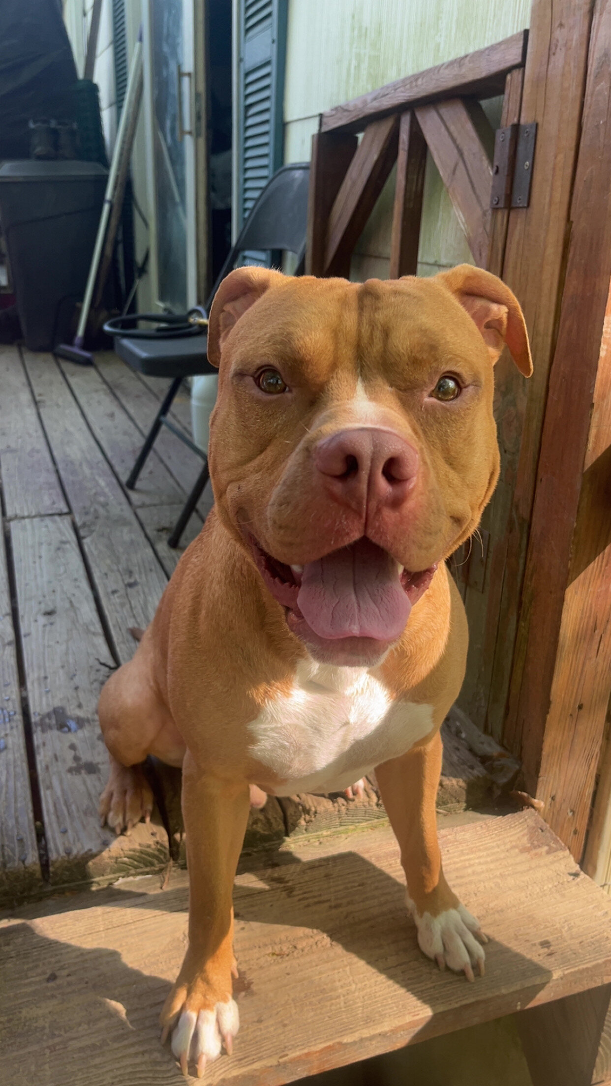2 1/2 year old pitbull looking for a loving home image 2
