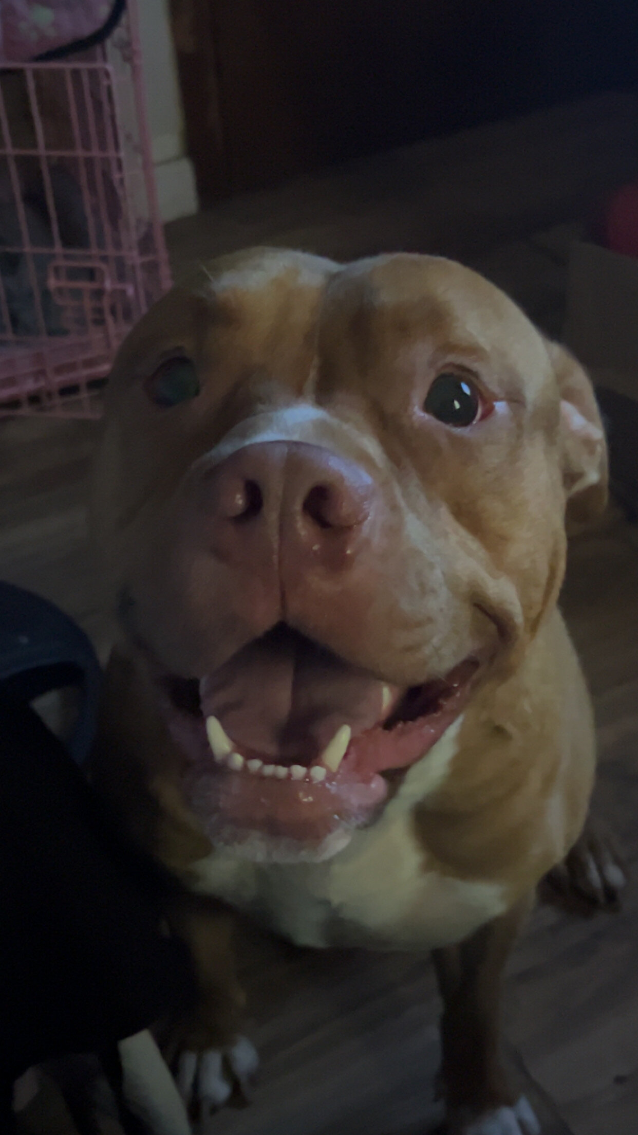 2 1/2 year old pitbull looking for a loving home image 1