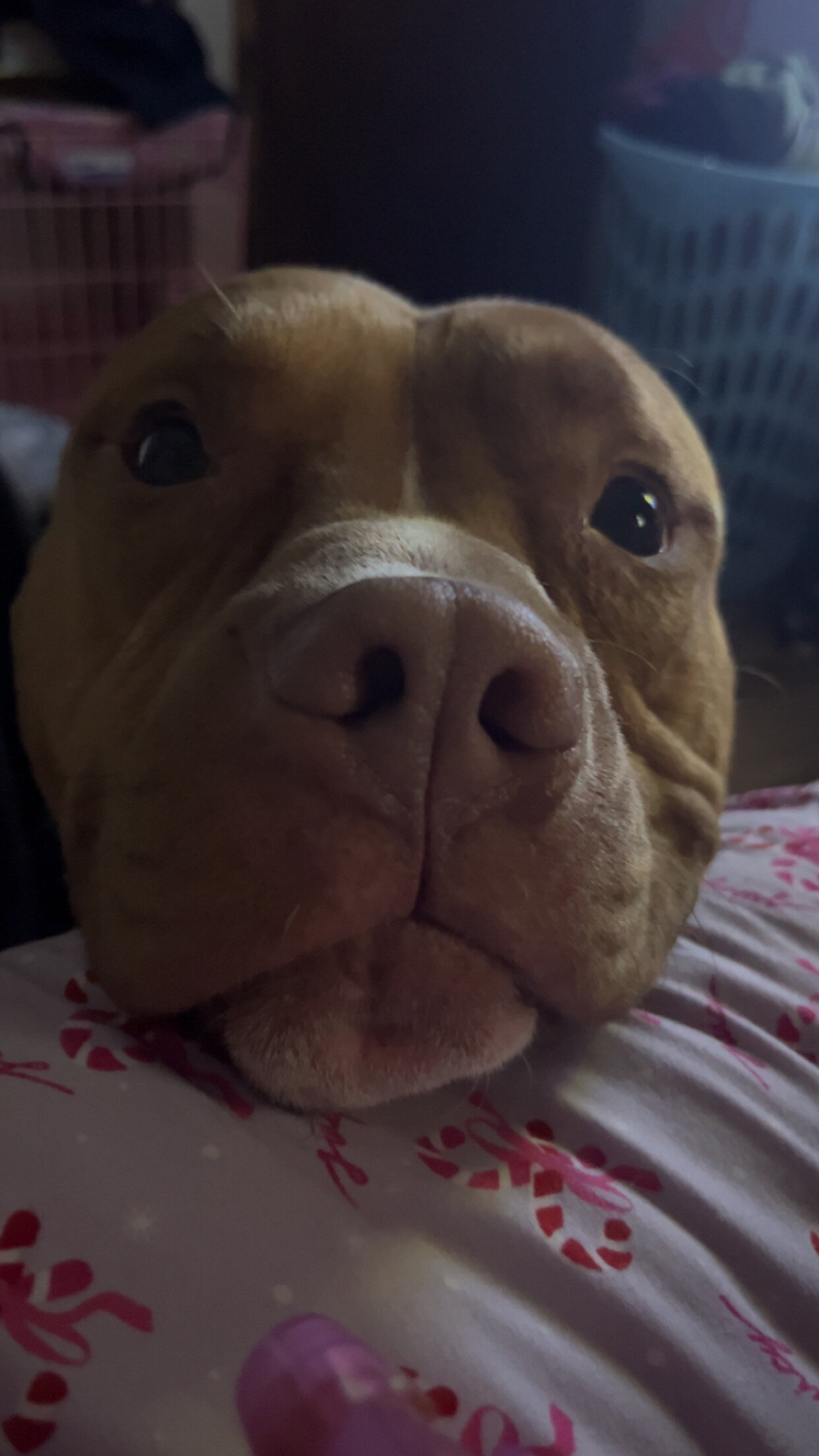 2 1/2 year old pitbull looking for a loving home image 3