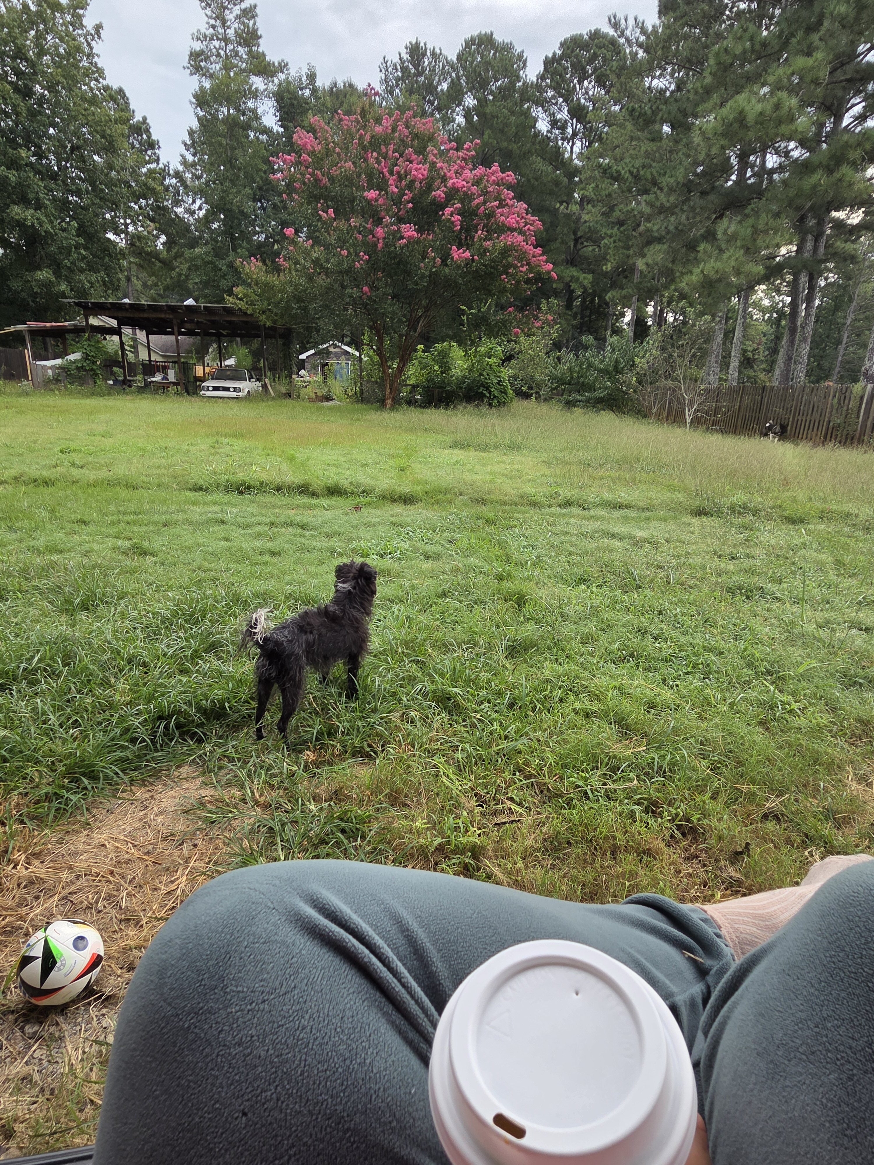 Dog image 2