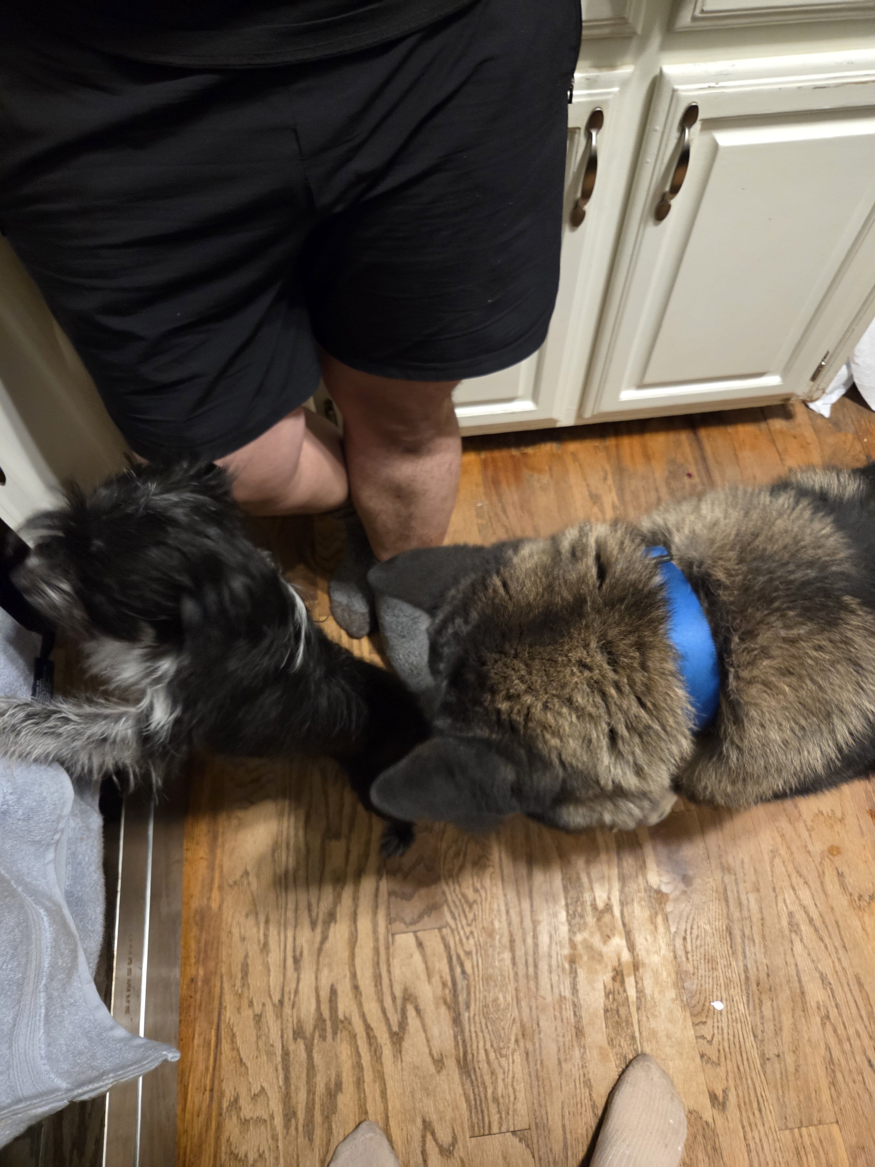 Dog image 3
