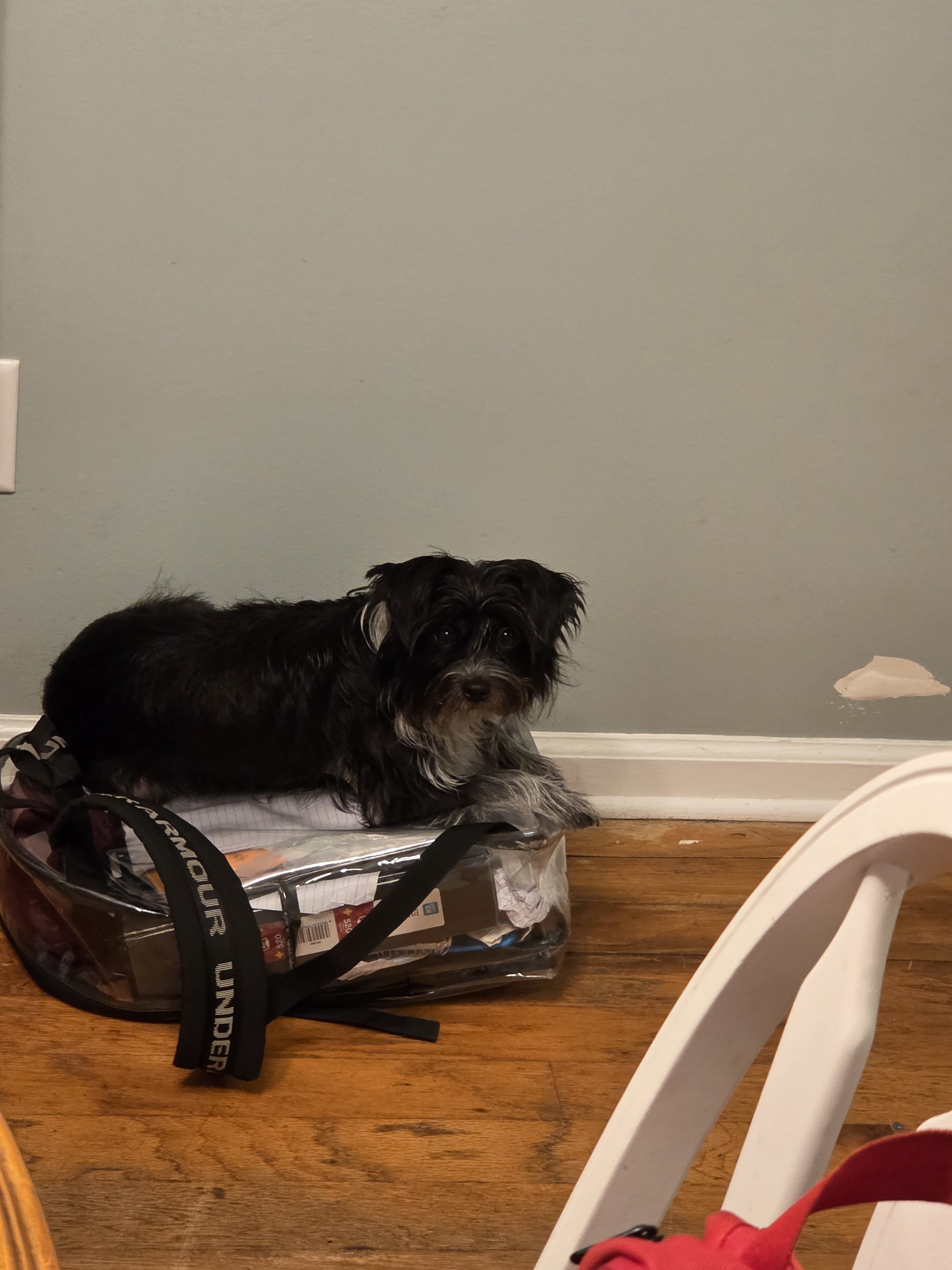 Dog image 1
