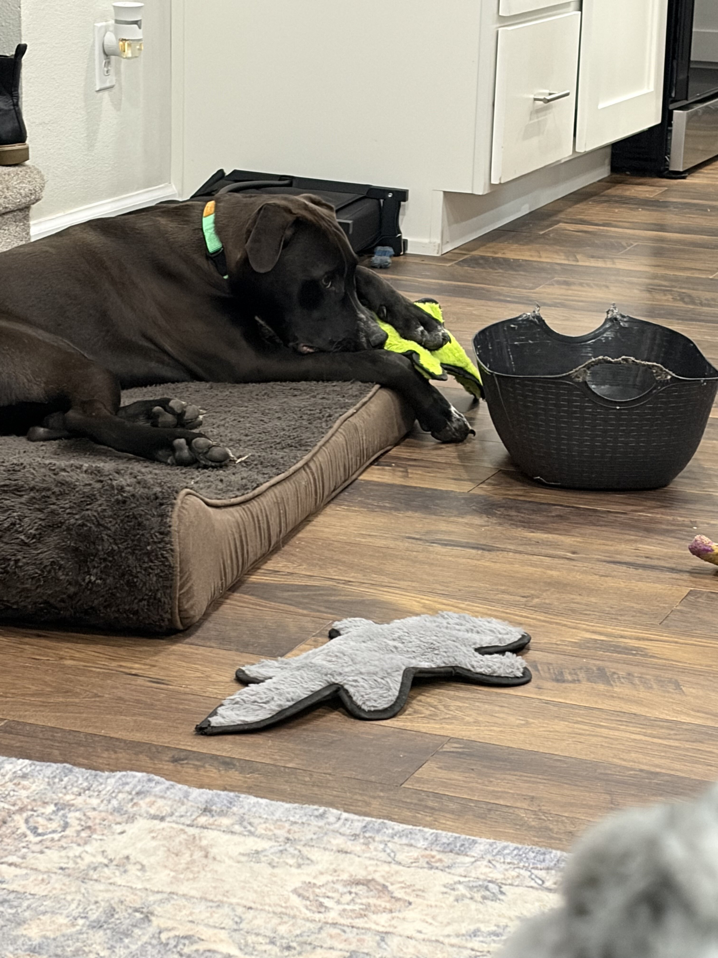 1 yr Old Lab Mix image 1