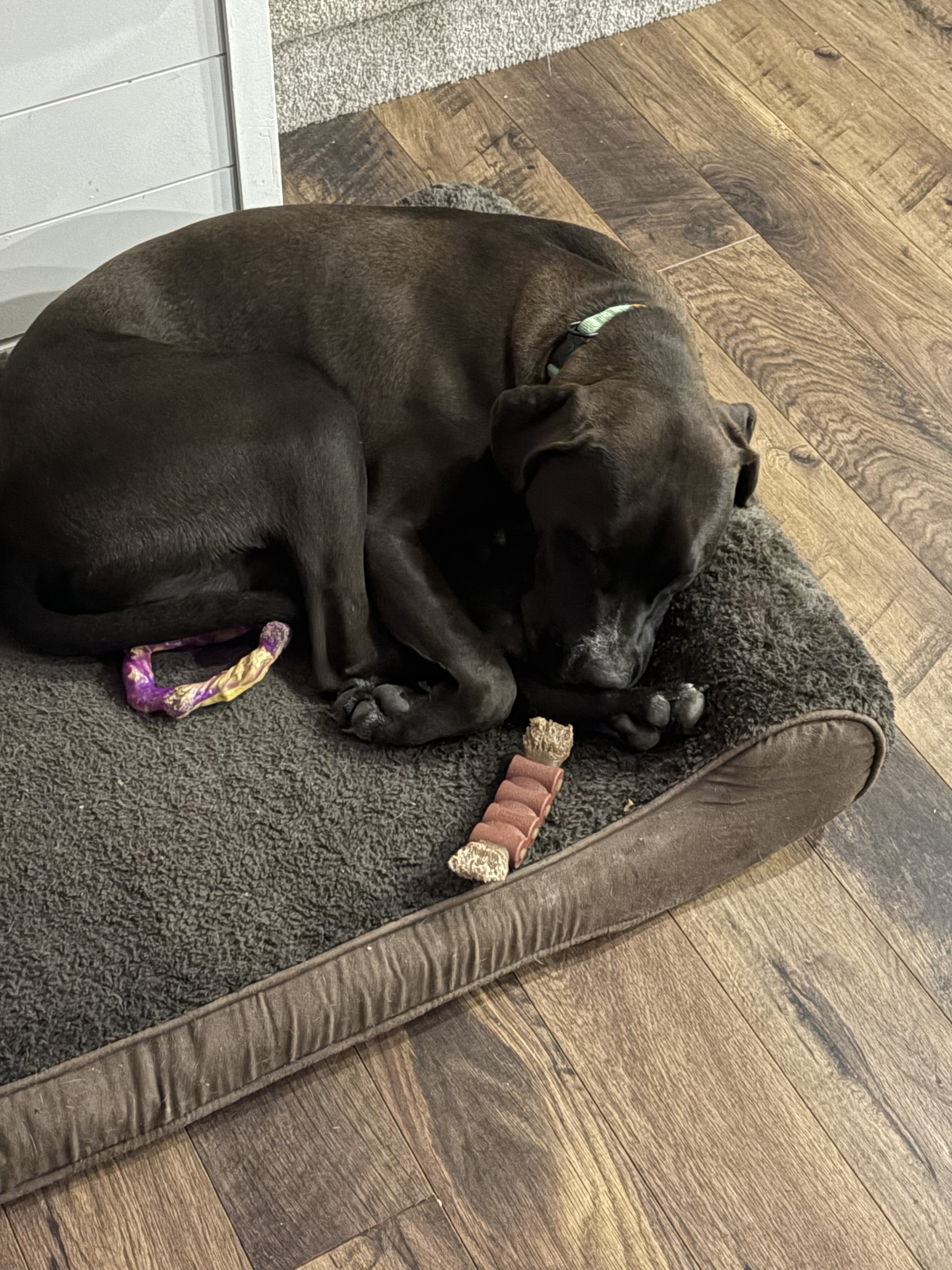 1 yr Old Lab Mix image 2