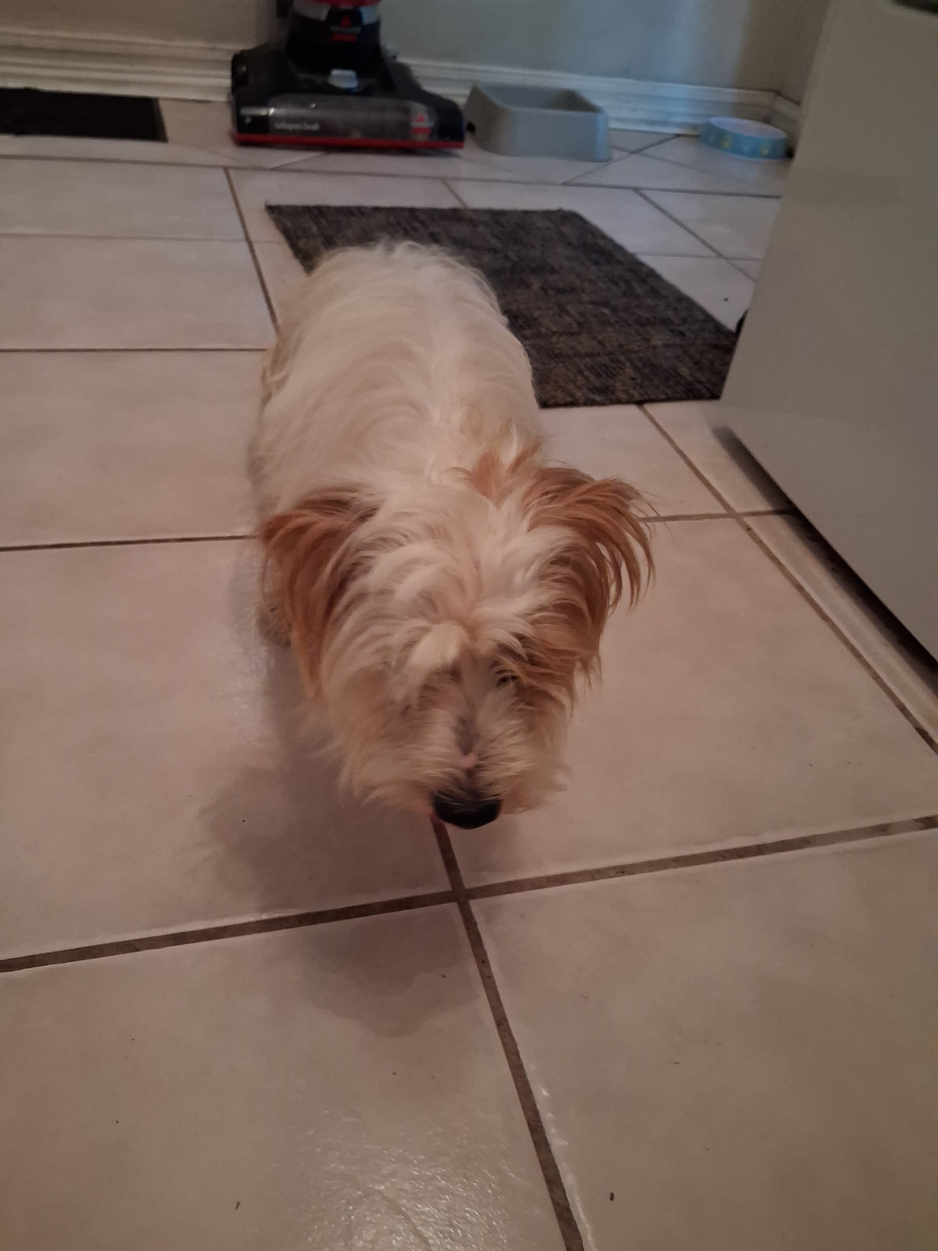 Dog image 3